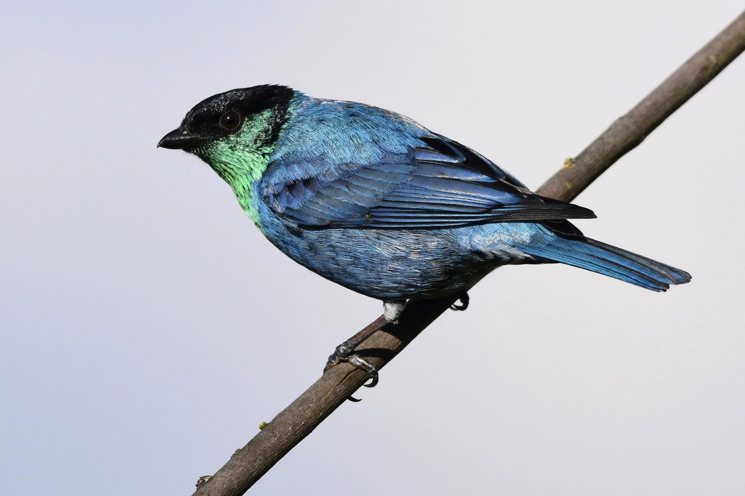 Black-capped Tanager - Tangara heinei | Magdalena, Colombia