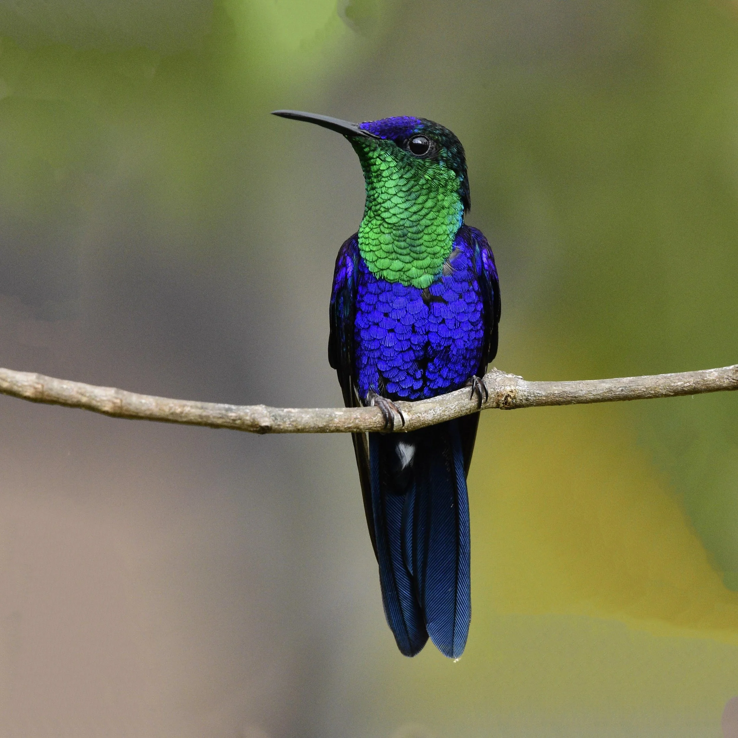 Crowned Woodnymph - Thalurania colombica | Magdalena, Colombia