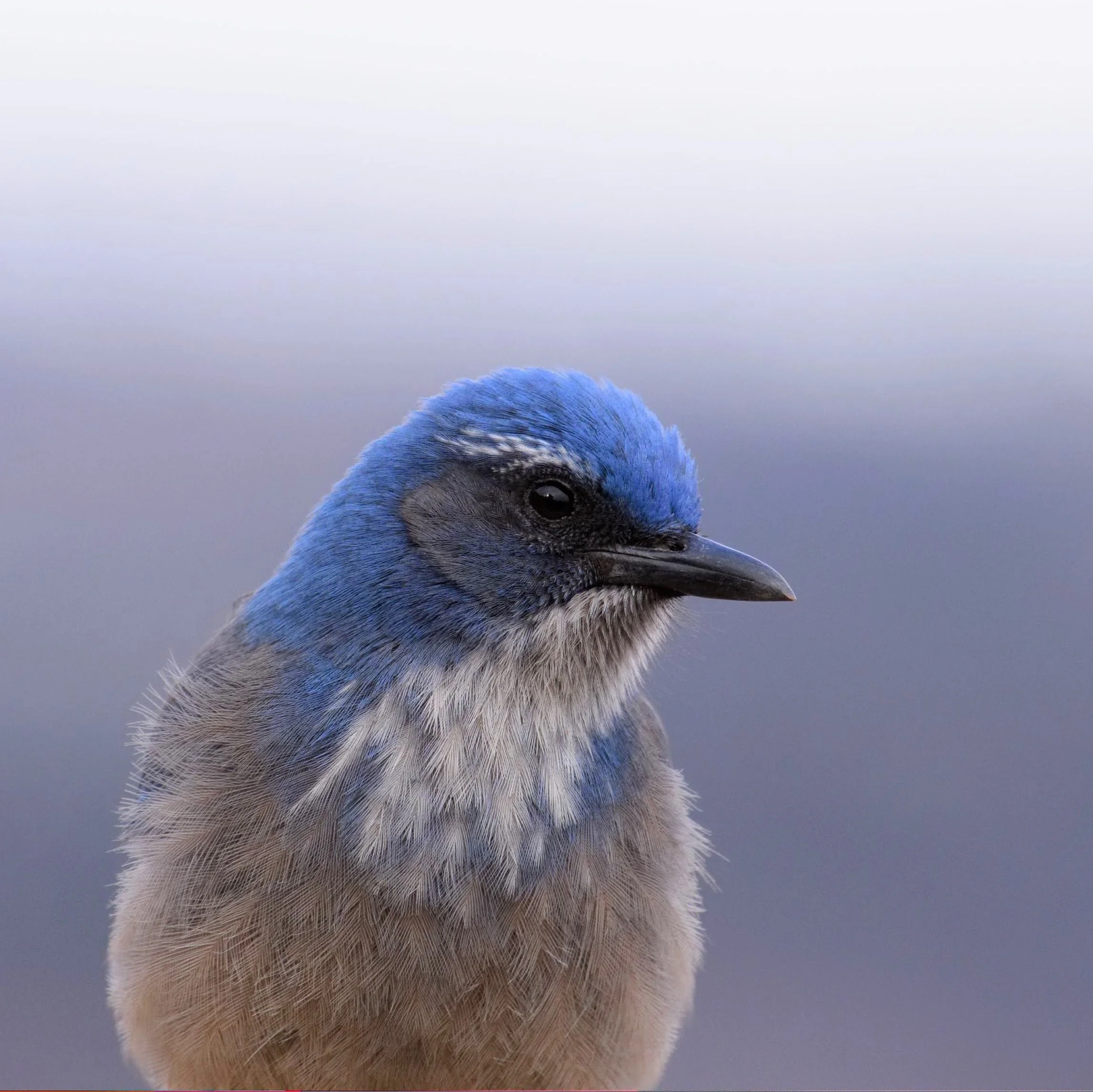 Woodhouse's Scrub-Jay - Aphelocoma woodhousii