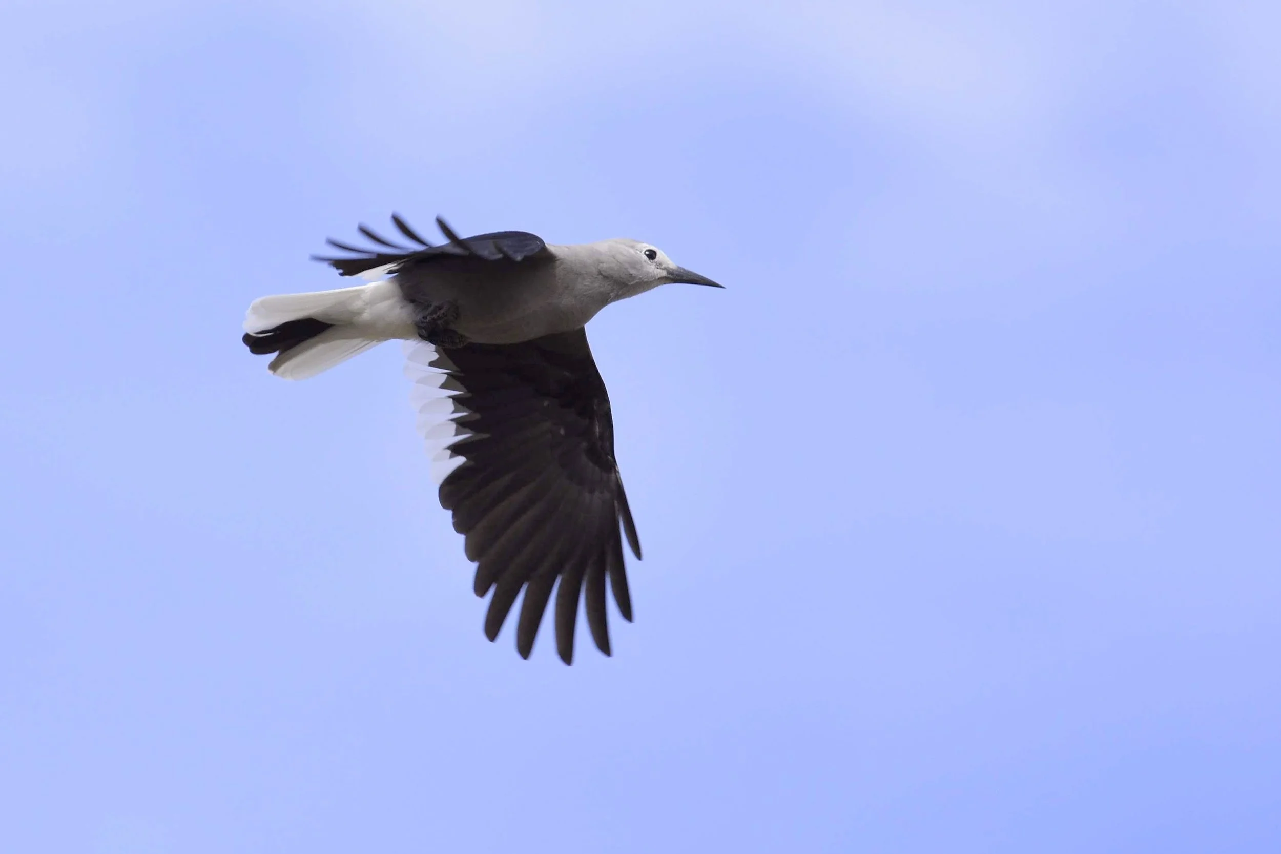 Clark's Nutcracker - Nucifraga columbiana