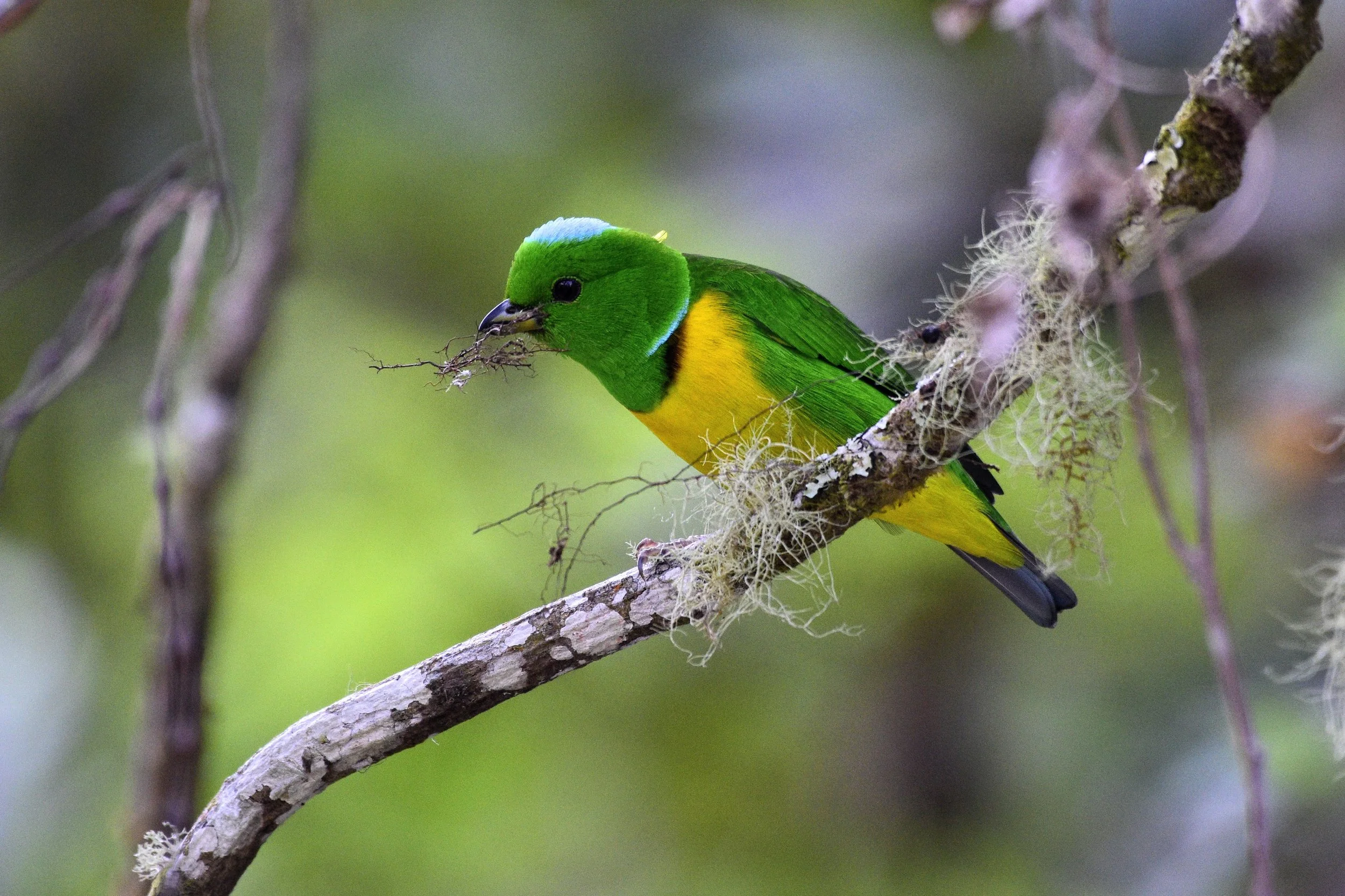 Blue-crowned Chlorophonia - Chlorophonia occipitalis