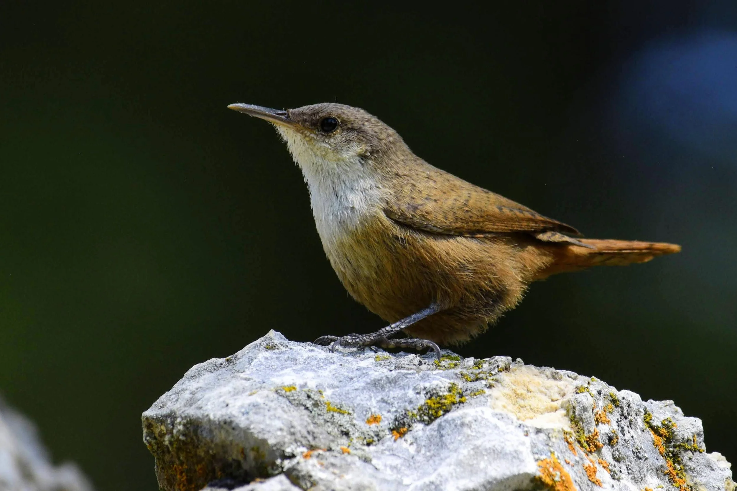Canyon Wren - Catherpes mexicanus