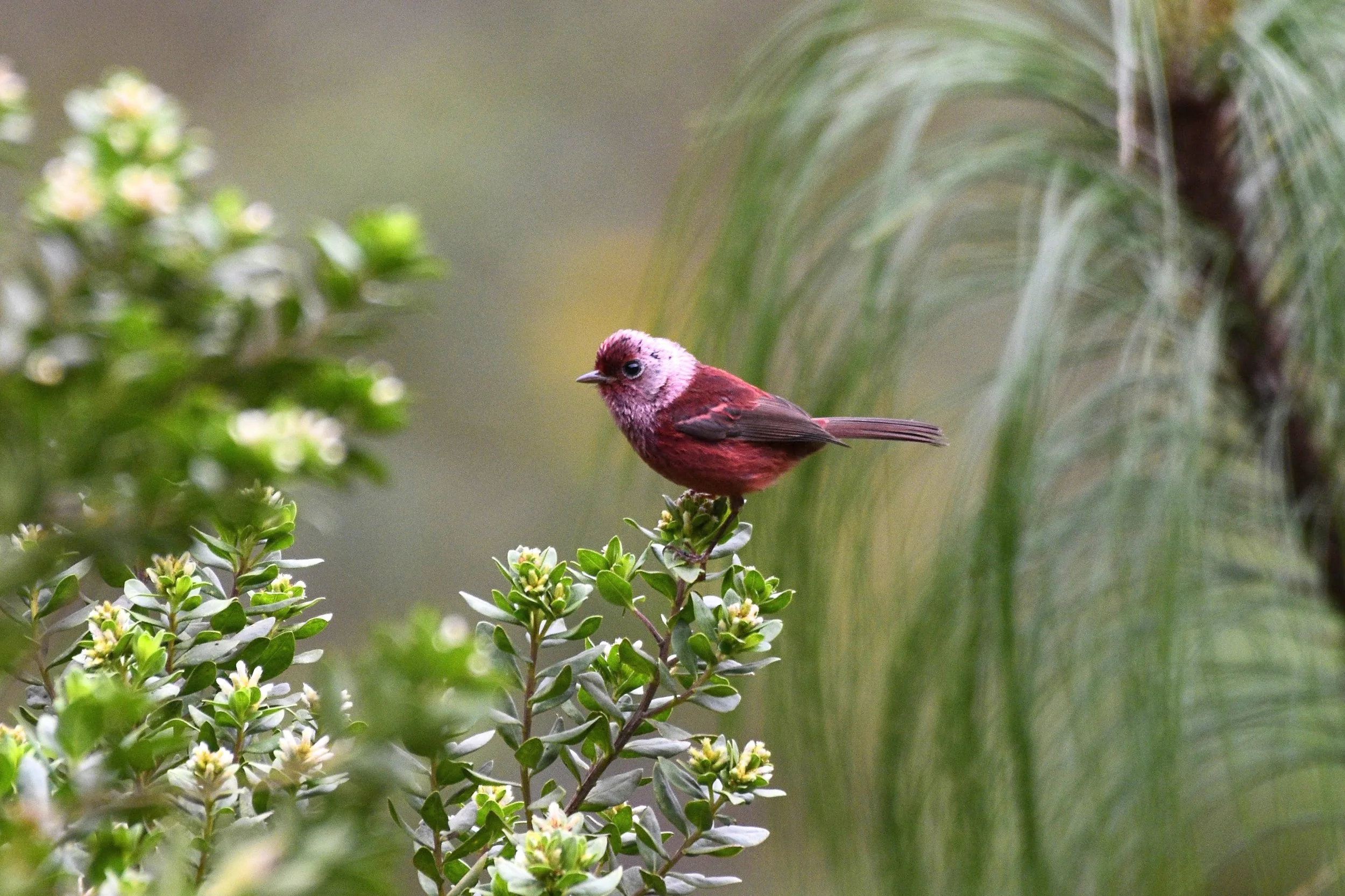 Pink-headed Warbler - Cardellina versicolor