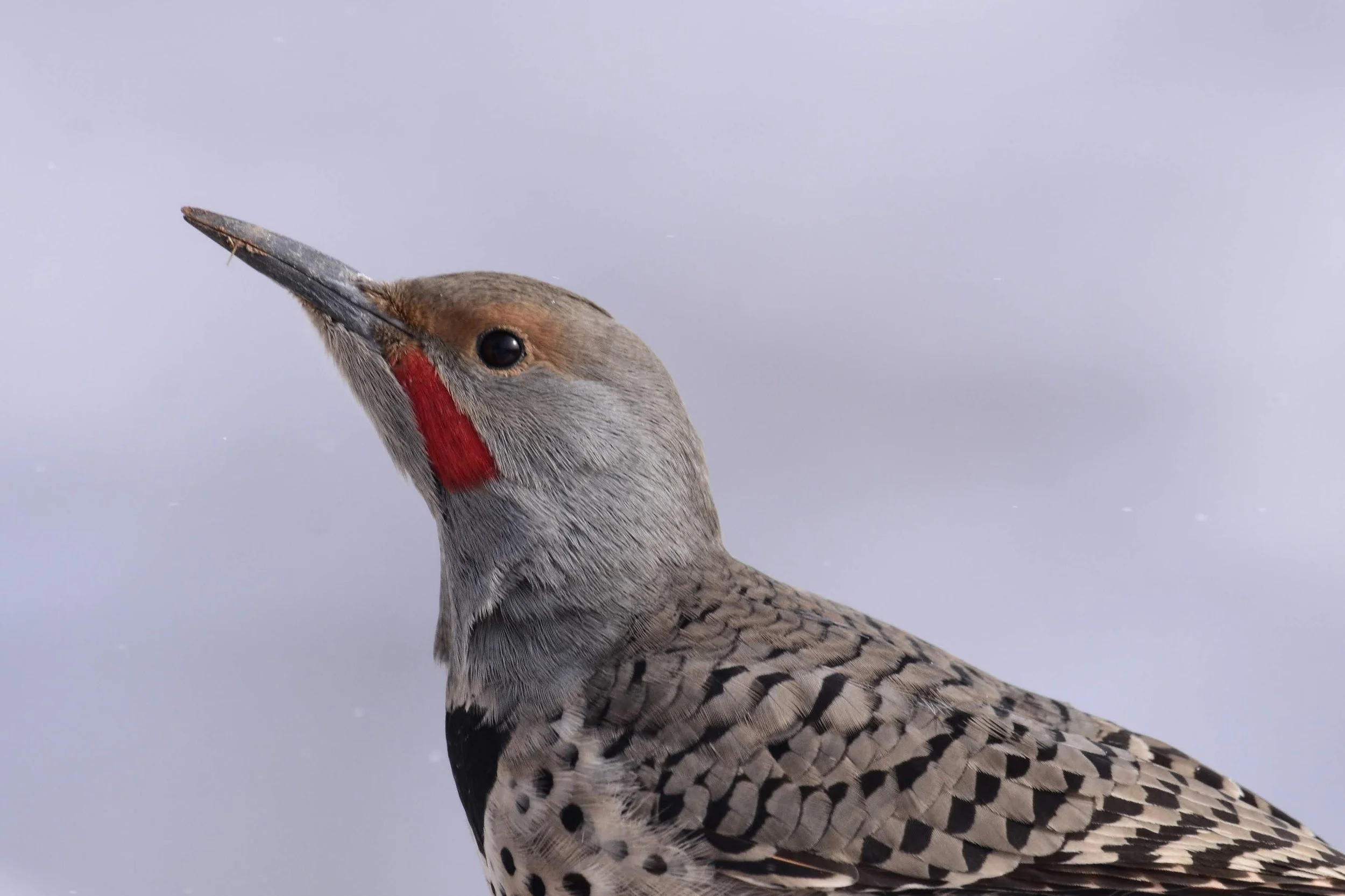 Northern Flicker - Colaptes auratus