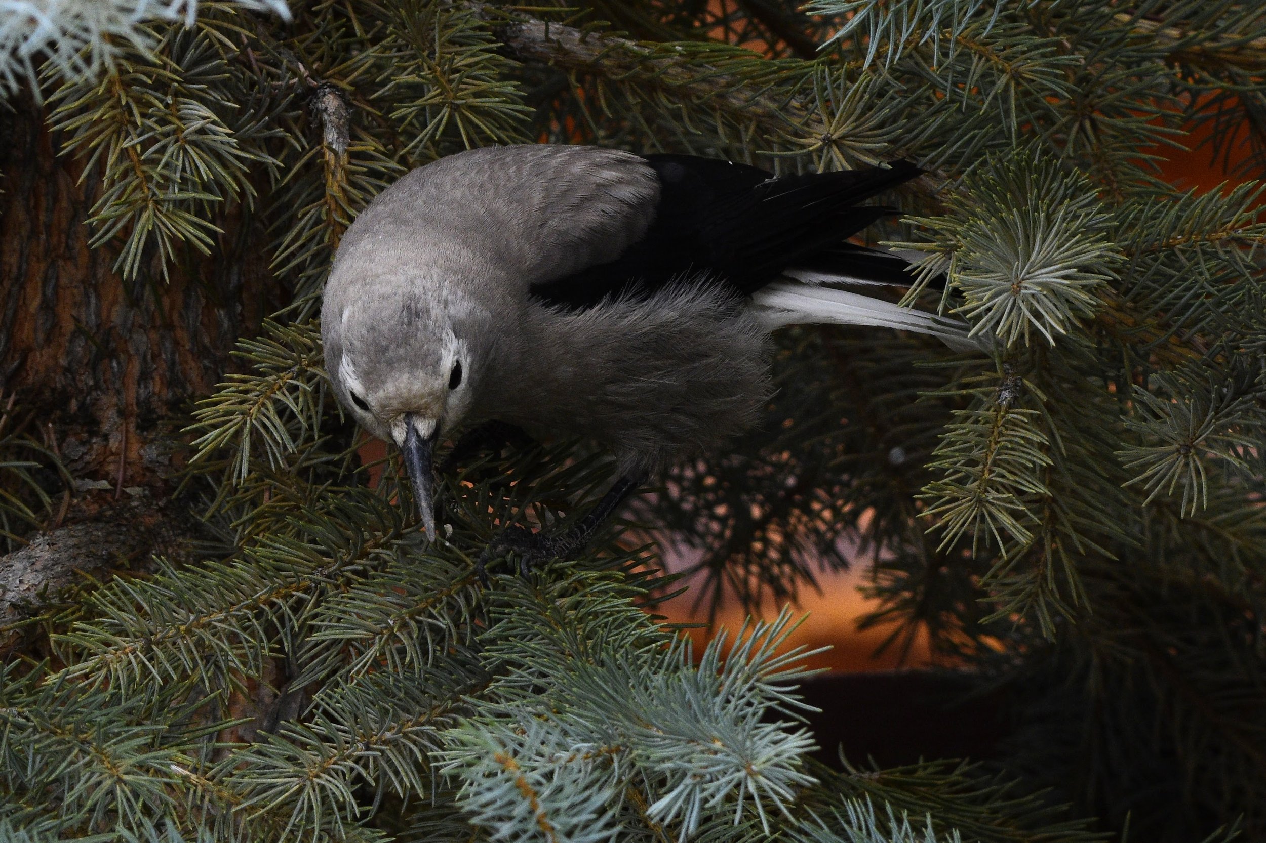 Clark's Nutcracker - Nucifraga columbiana