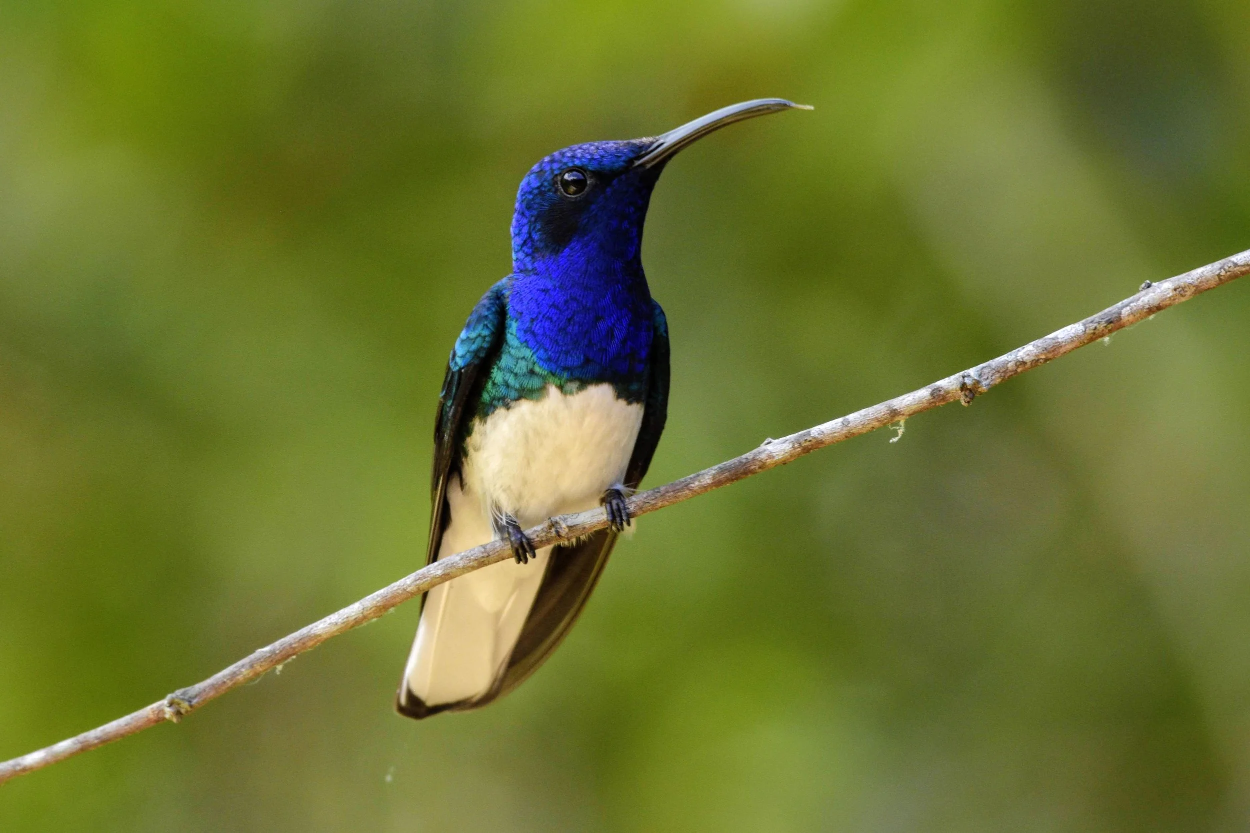 White-necked Jacobin - Florisuga mellivora | Magdalena, Colombia