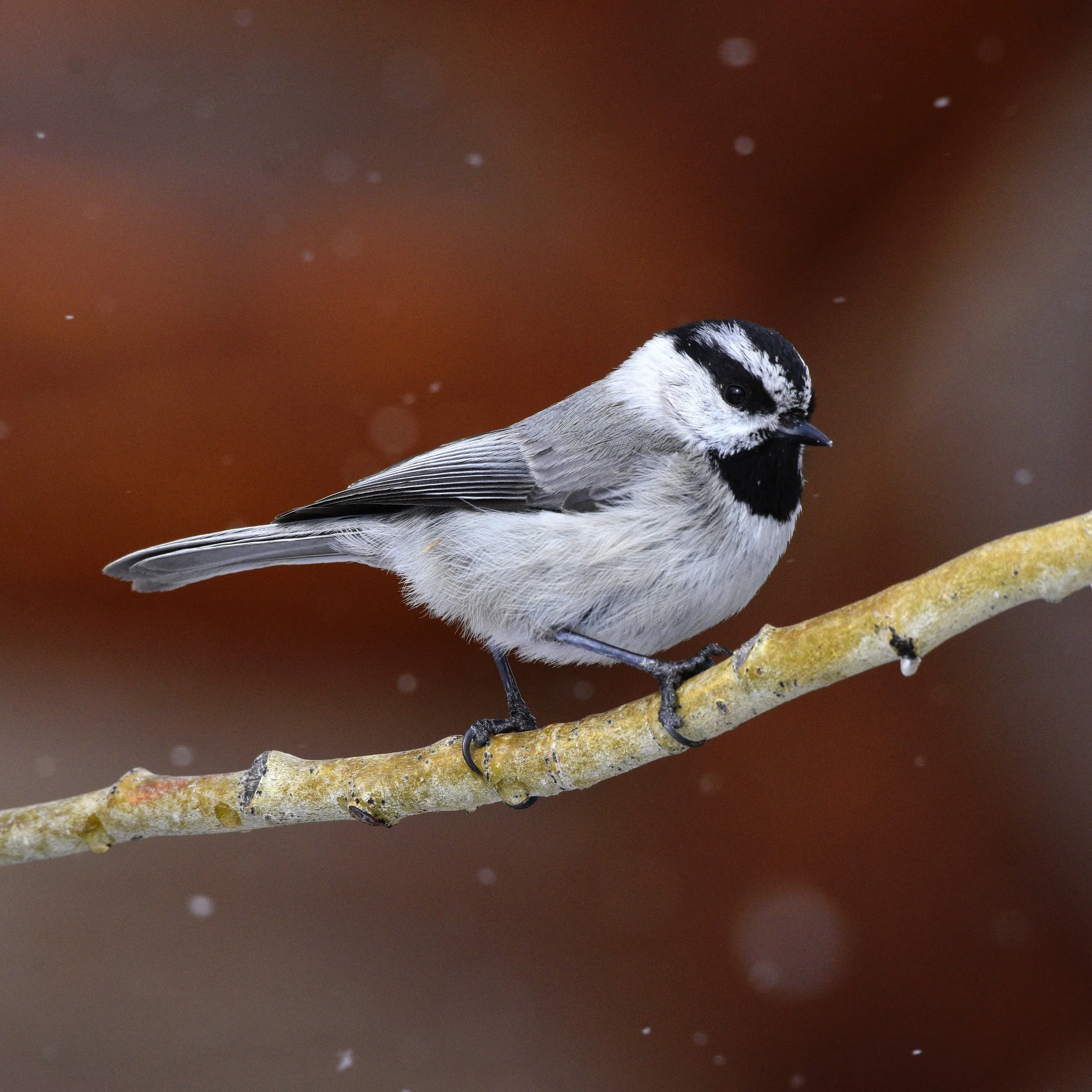 Mountain Chickadee - Poecile gambeli