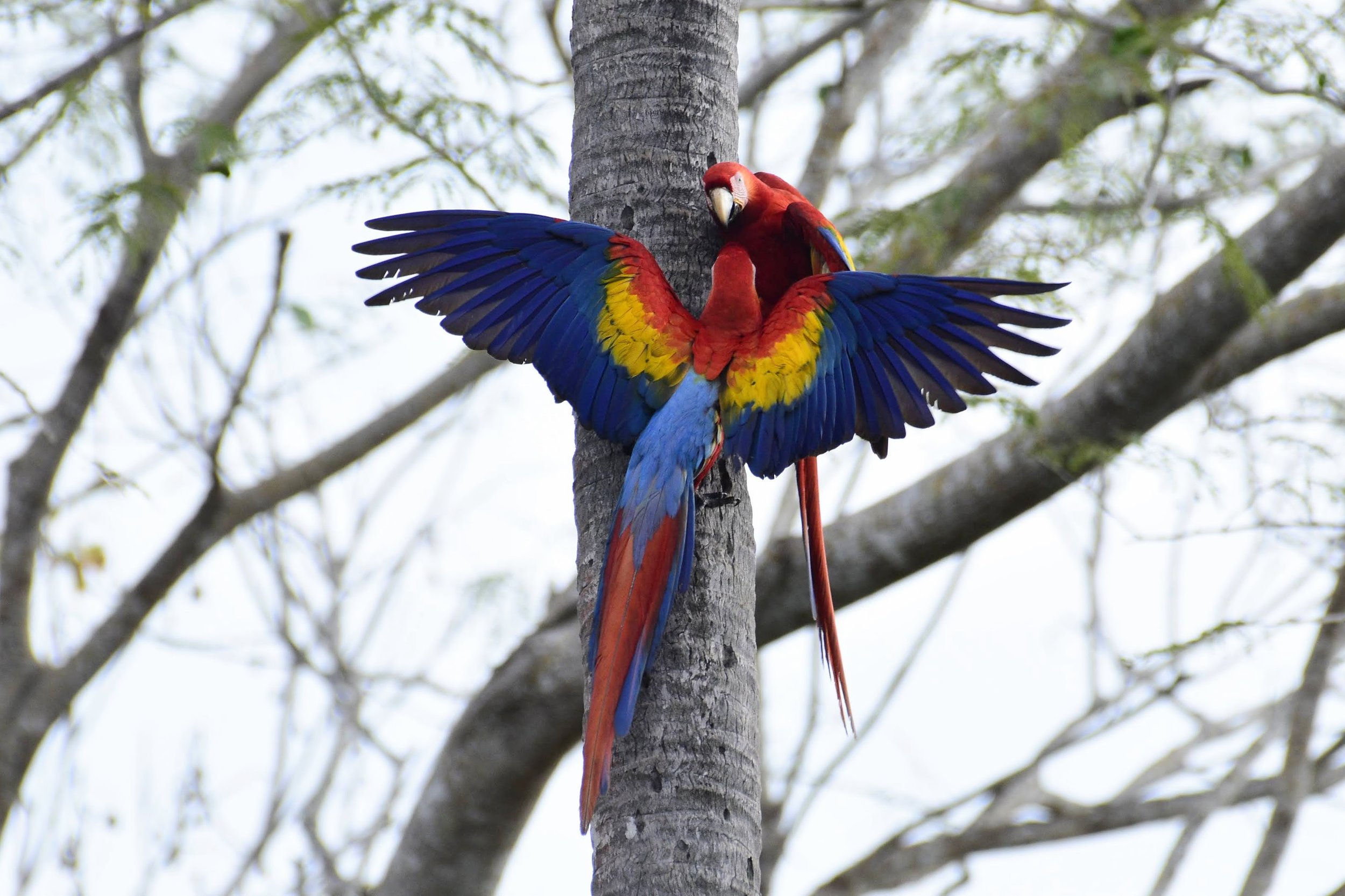 Scarlet Macaw - Ara macao | Punta Arenas, Costa Rica