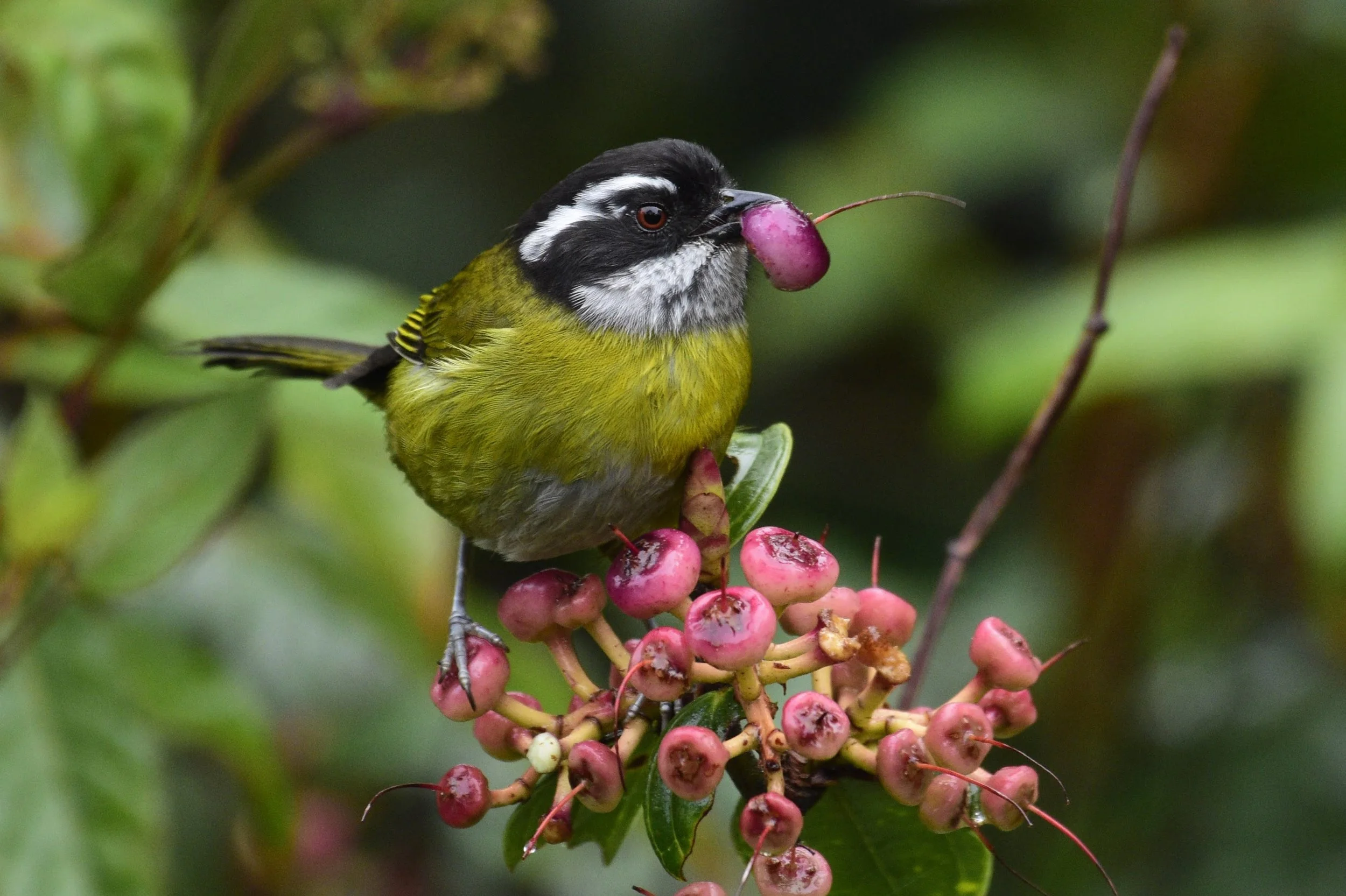 Sooty-capped Chlorospingus - Chlorospingus pileatus | Punta Arenas, Costa Rica