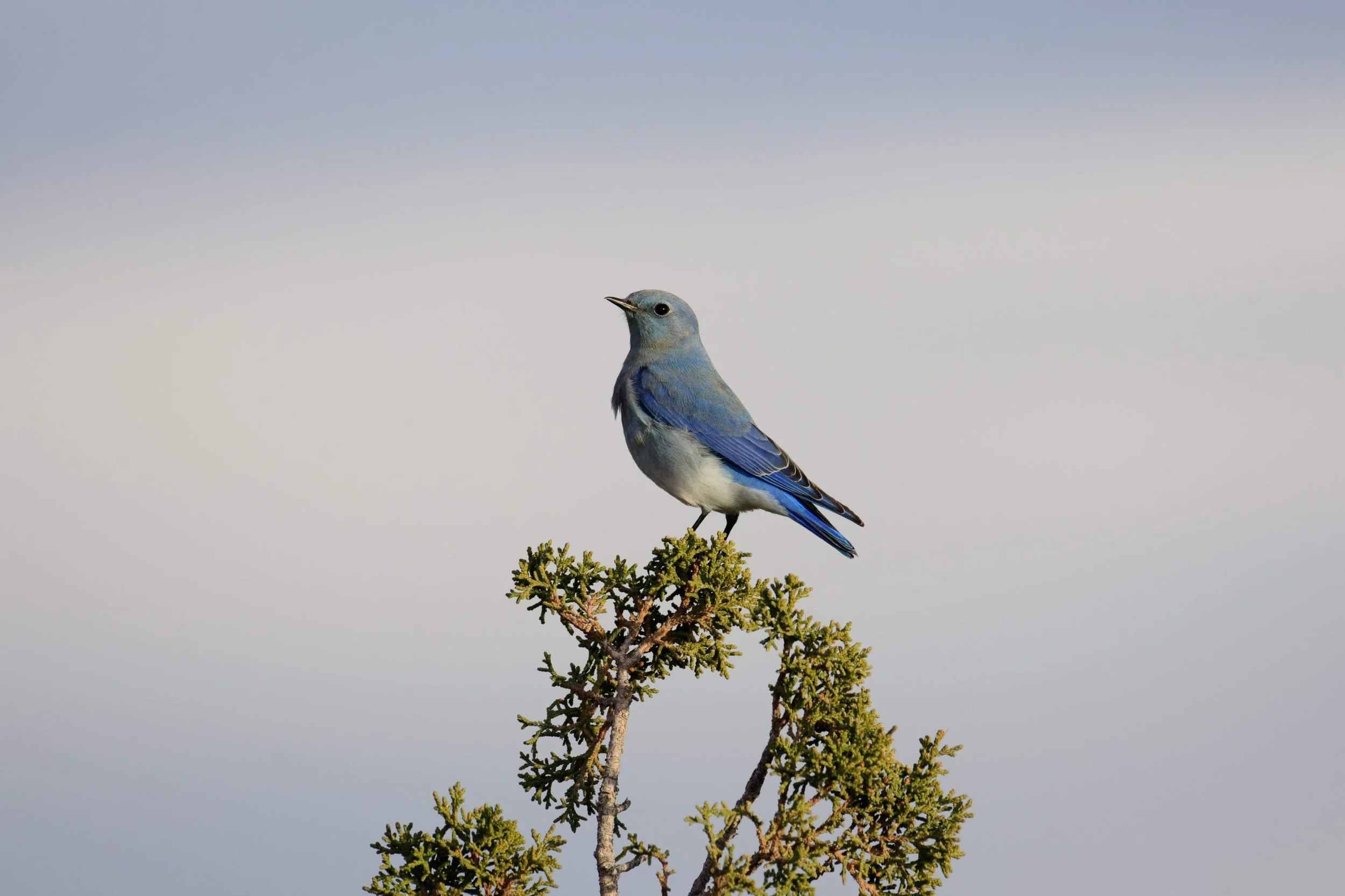 Mountain Bluebird - Sialia currucoides