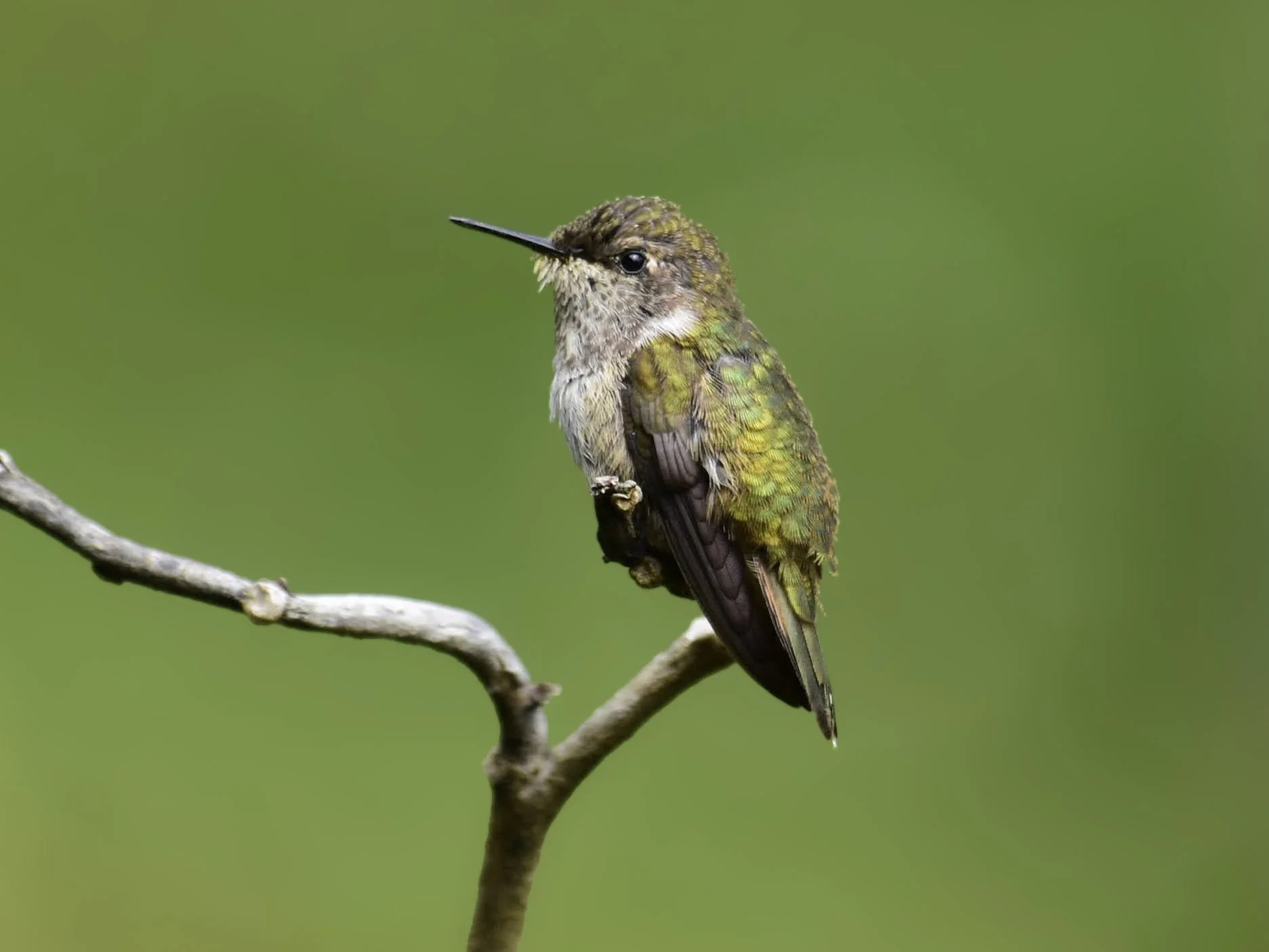 Volcano Hummingbird - Selasphorus flammula | San José, Costa Rica