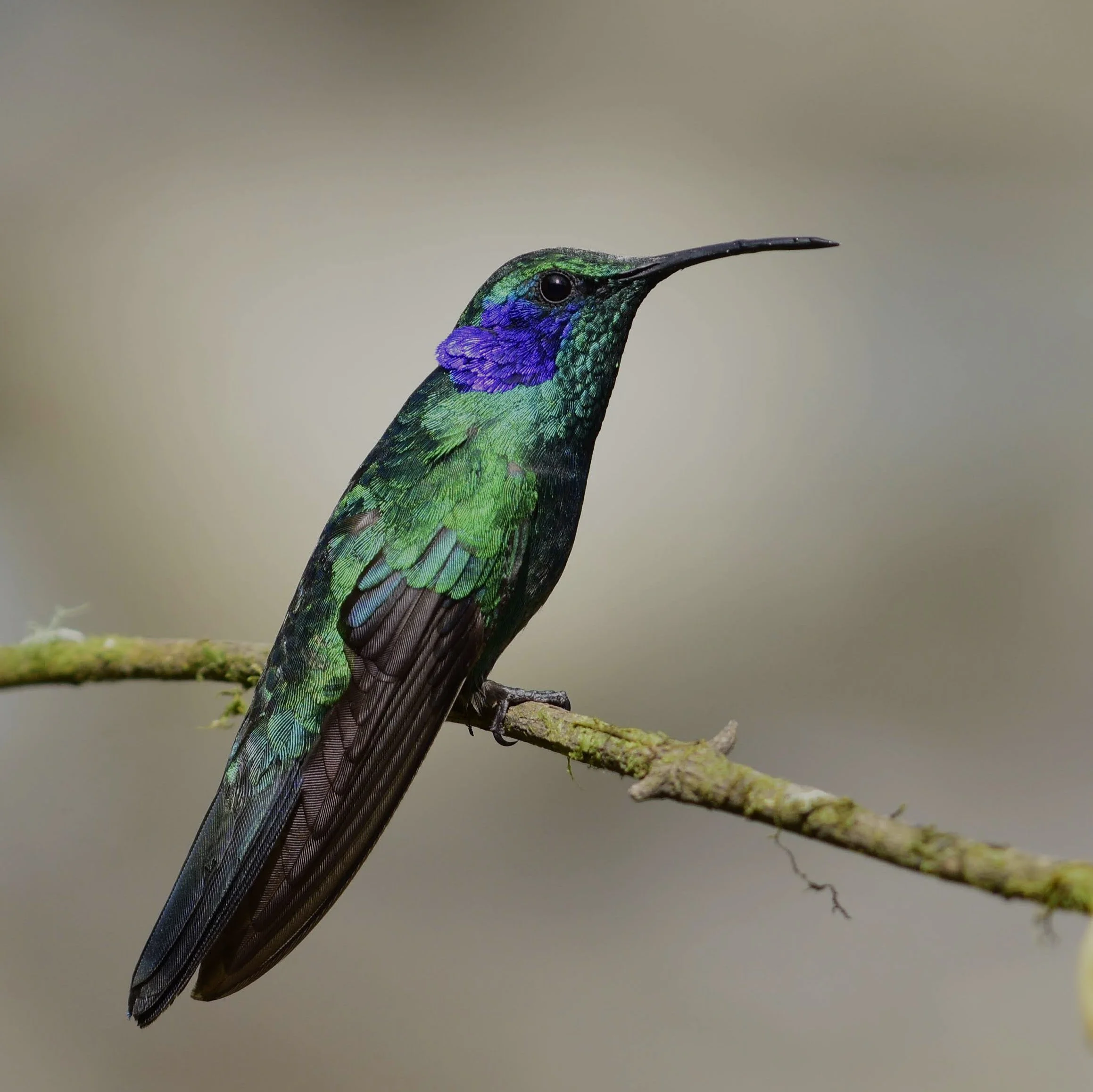 Lesser Violetear - Colibri cyanotus | Punta Arenas, Costa Rica