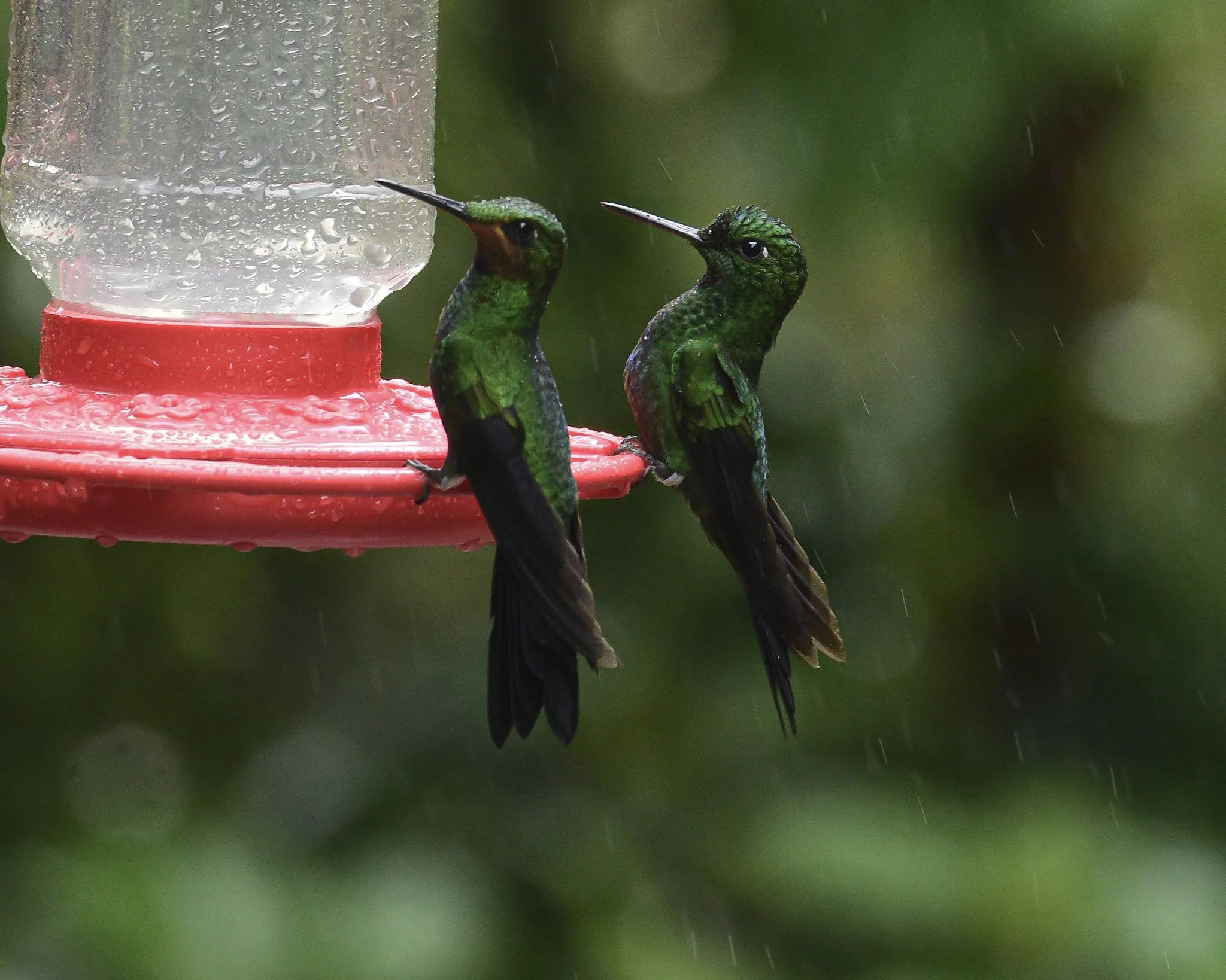 Green-crowned Brilliant - Heliodoxa jacula | Puntarenas, Costa Rica