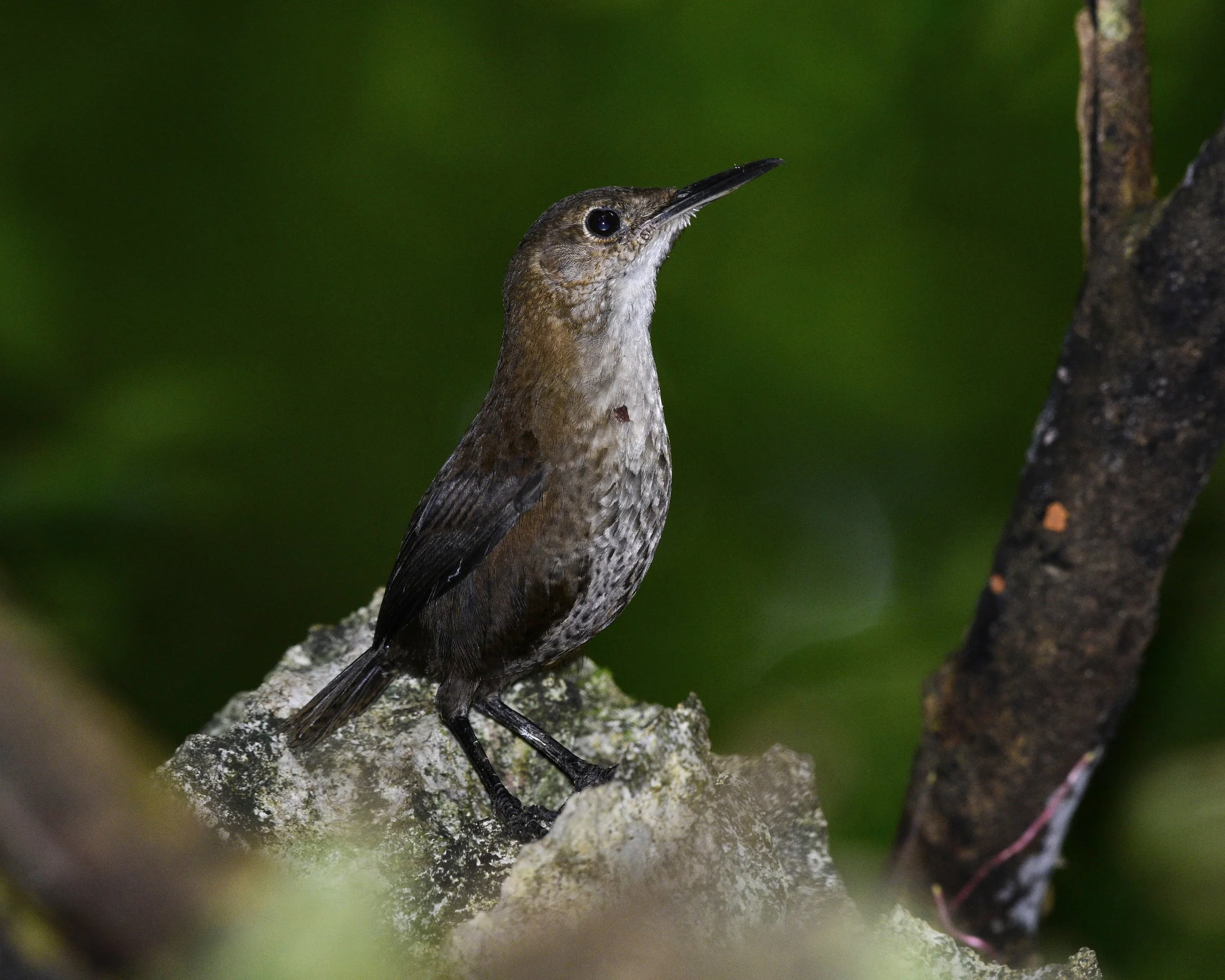 Nava's Wren - Hylorchilus navai