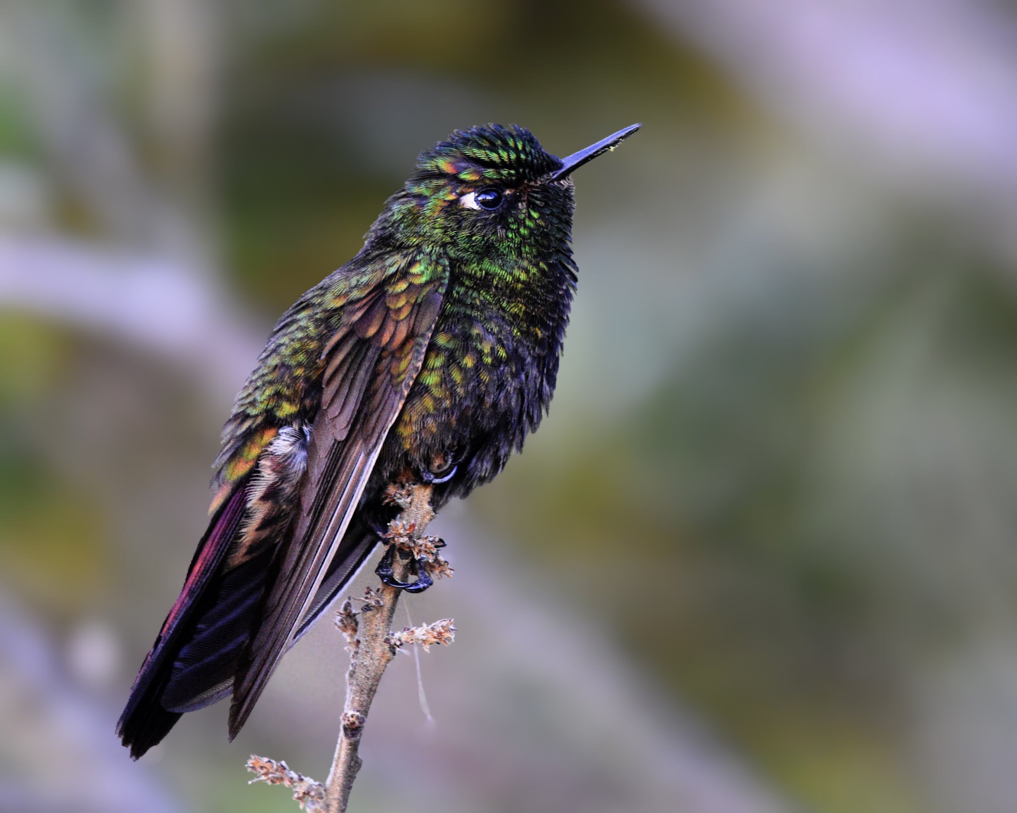 Perija Metaltail - Metallura iracunda | Cesar, Colombia