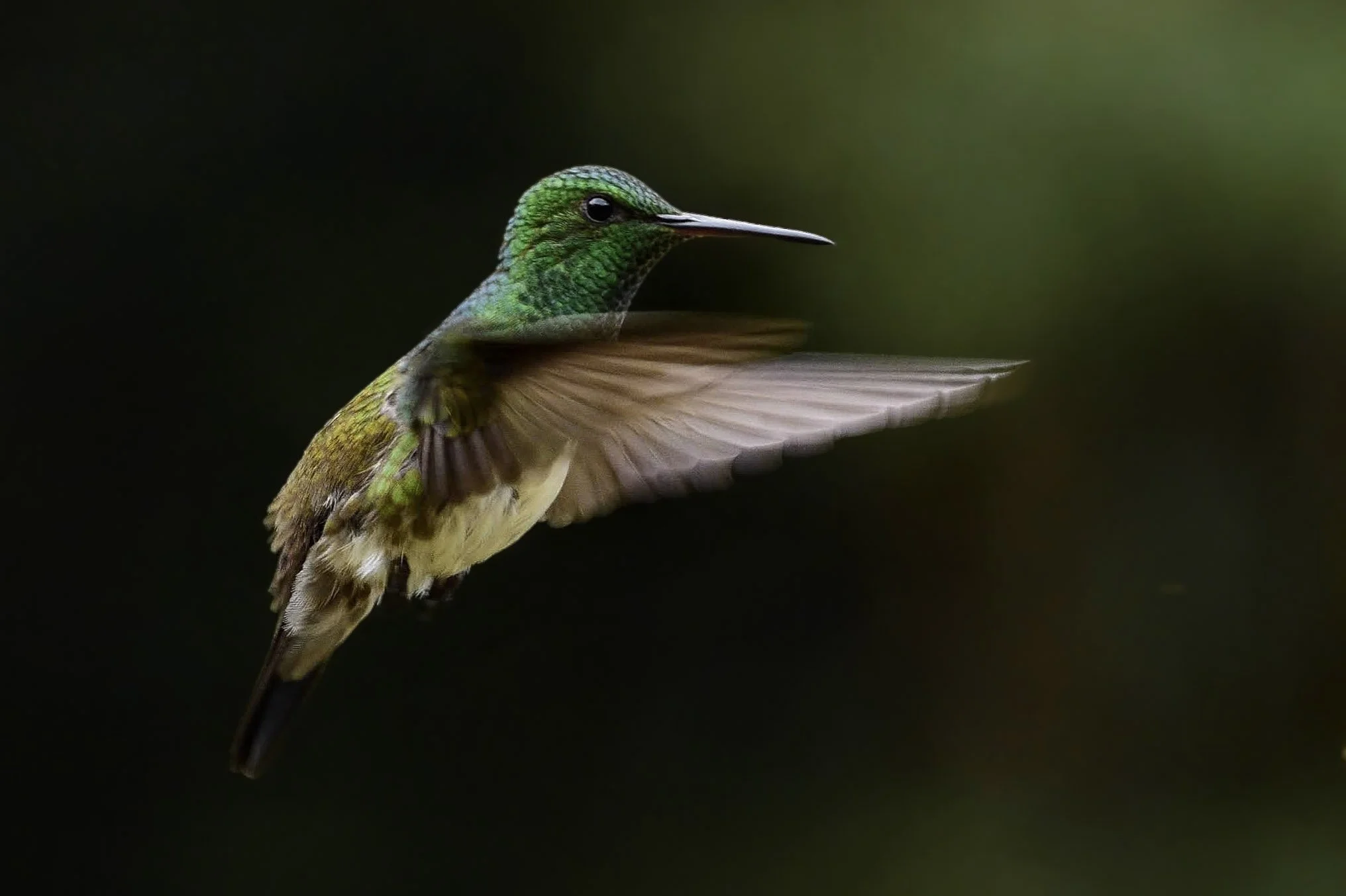Snowy-bellied Hummingbird - Saucerottia edward | San José, Costa Rica