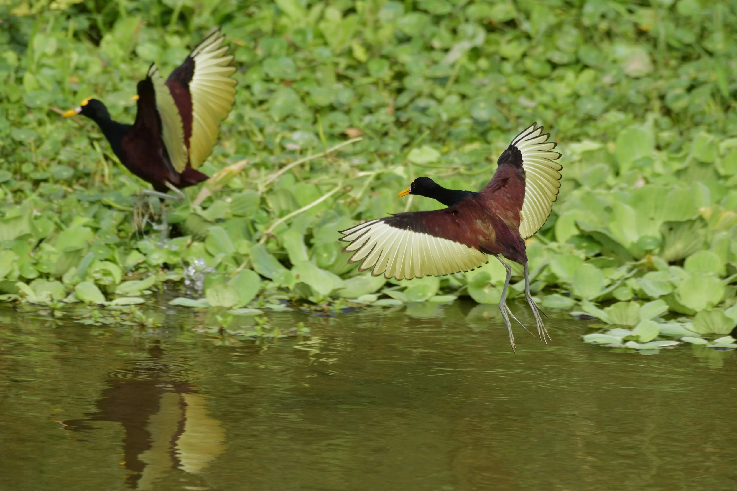Northern Jacana - Jacana spinosa