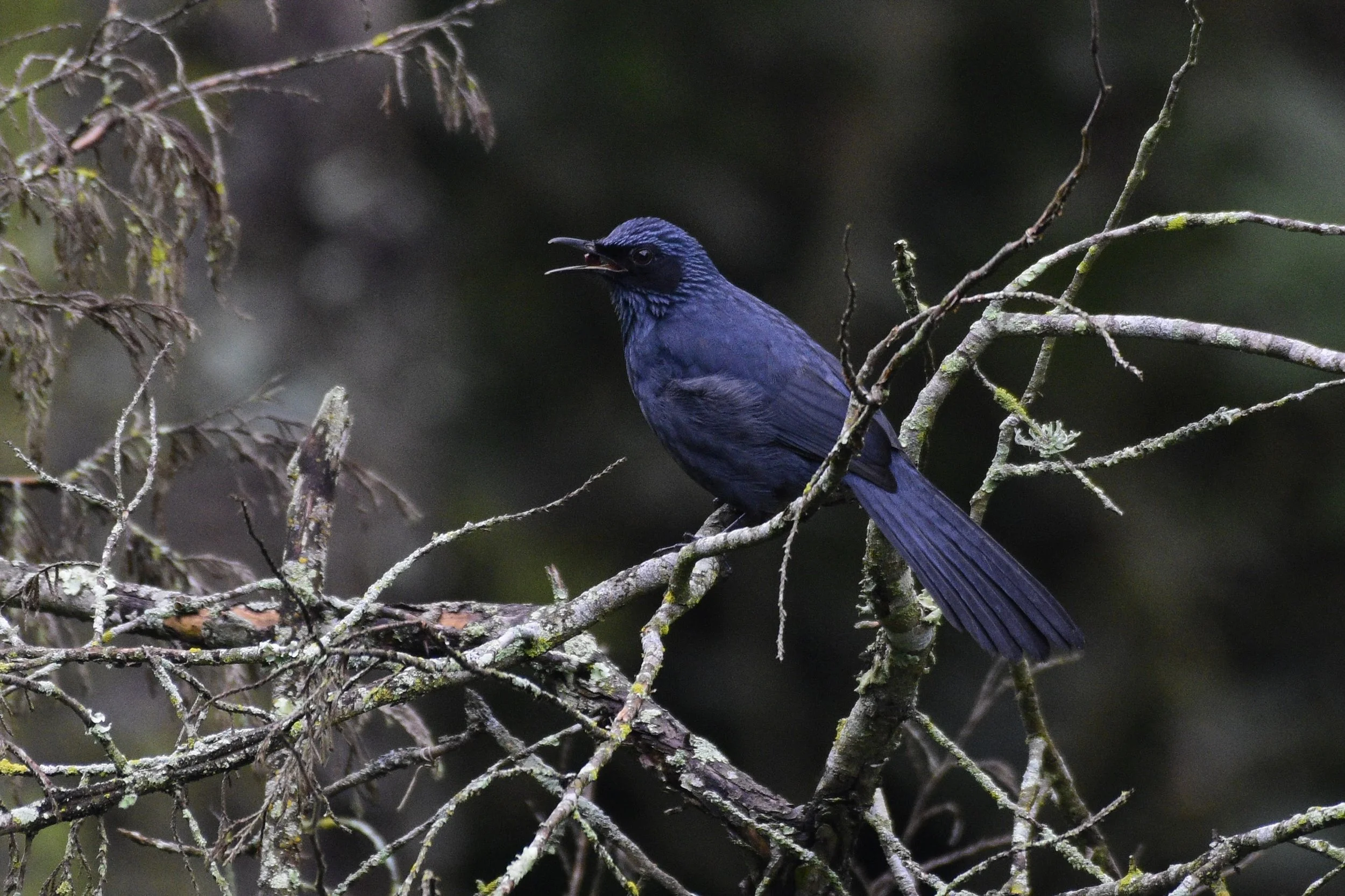 Blue Mockingbird - Melanotis caerulescens