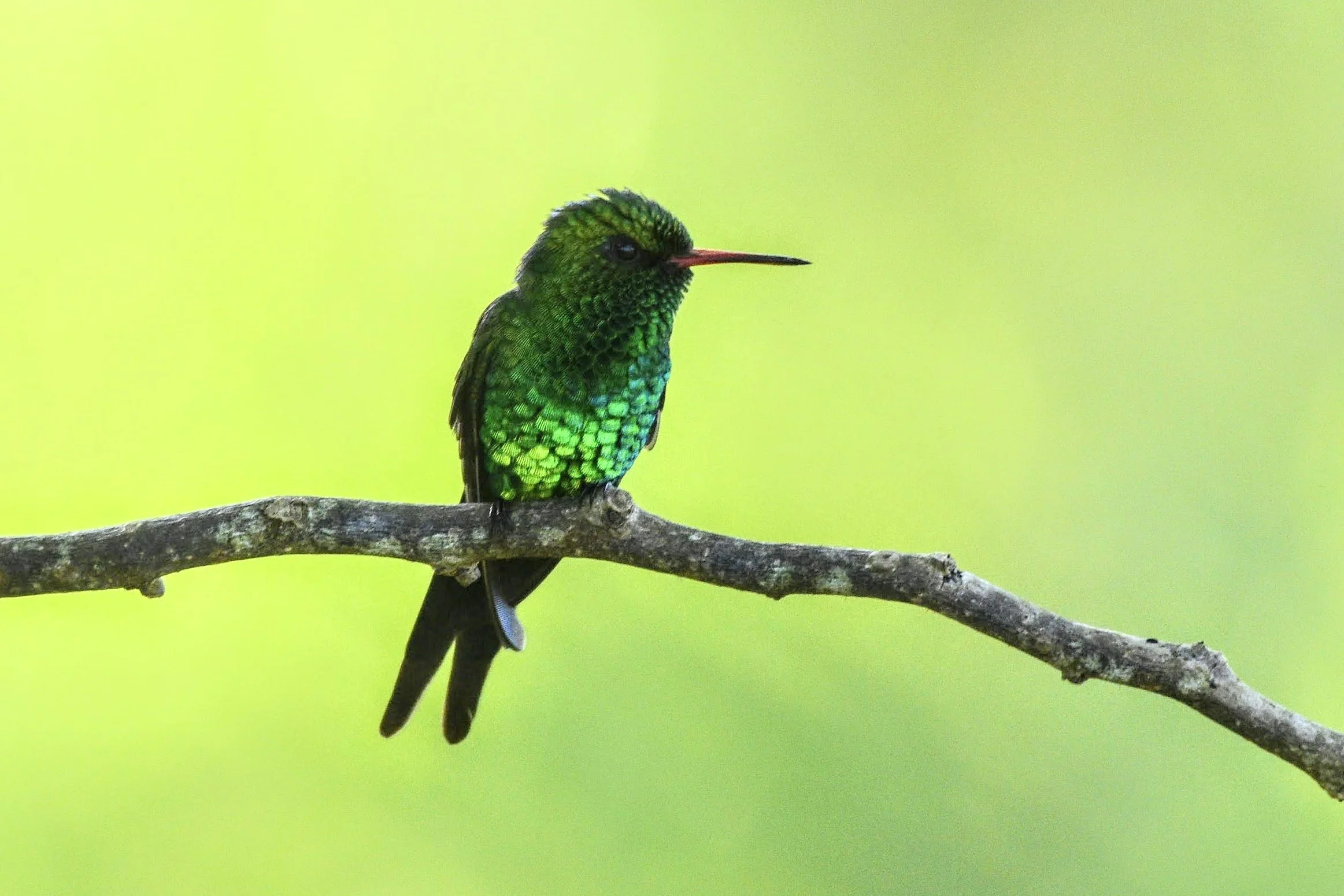 Cozumel Emerald - Chlorostilbon forficatus