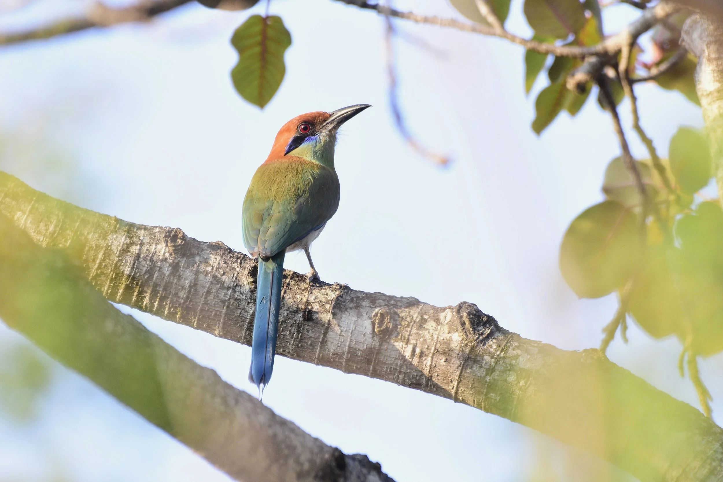 Russet-crowned Motmot - Momotus mexicanus