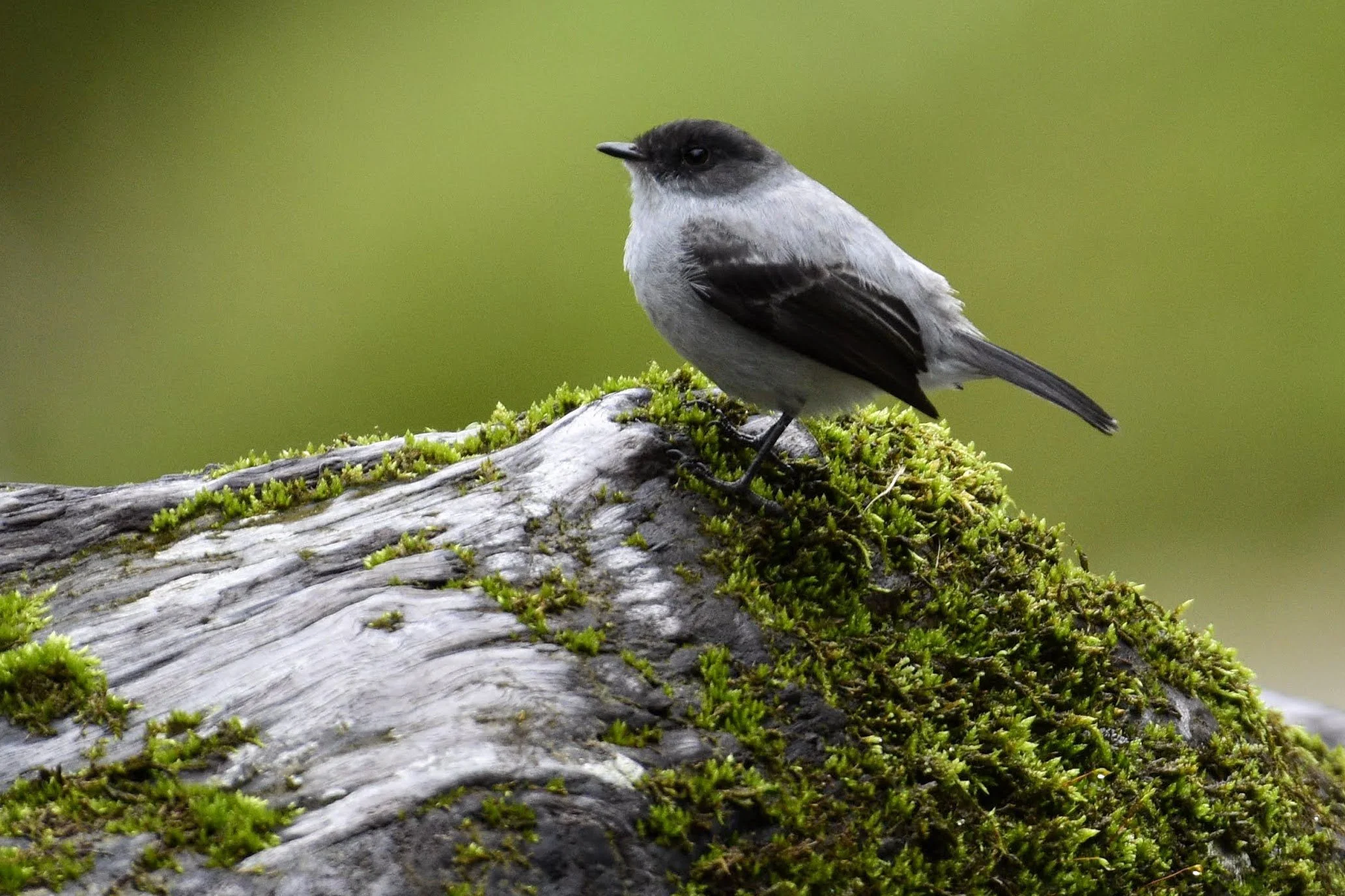 Torrent tyrannulet - Serpophaga cinerea | San Jose, Costa Rica
