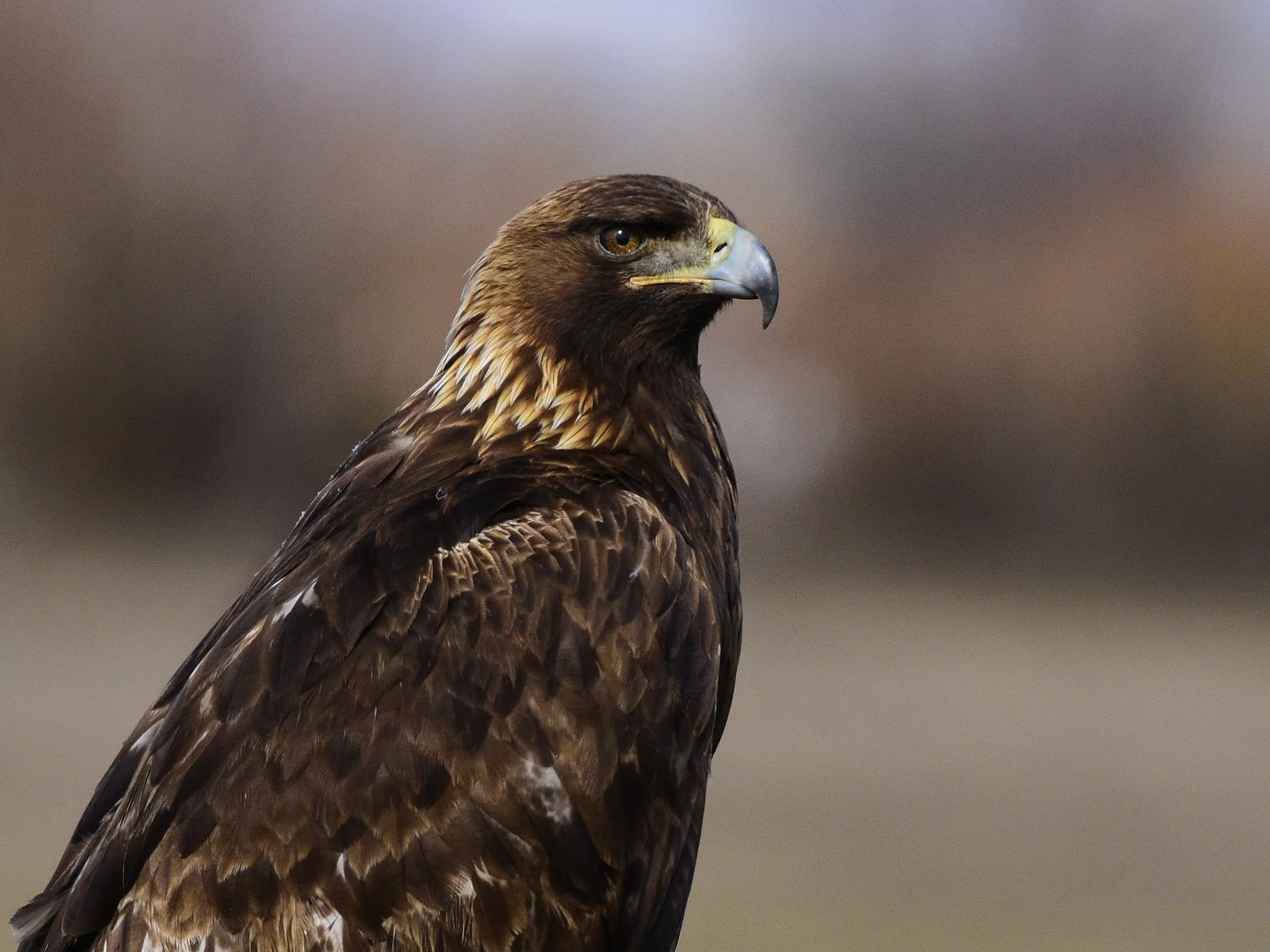 Golden Eagle - Aquila chrysaetos