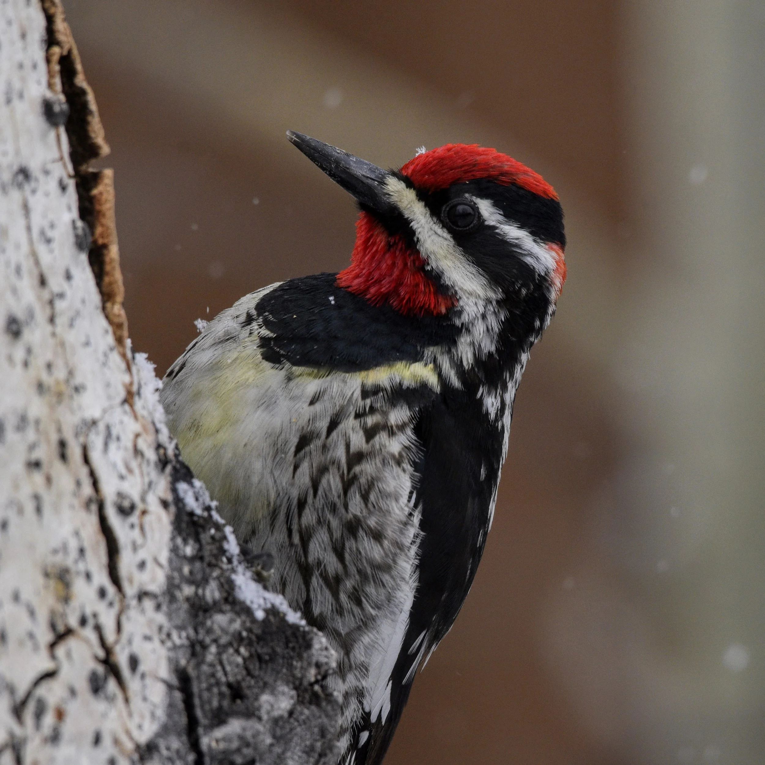 Red-naped Sapsucker - Sphyrapicus nuchalis