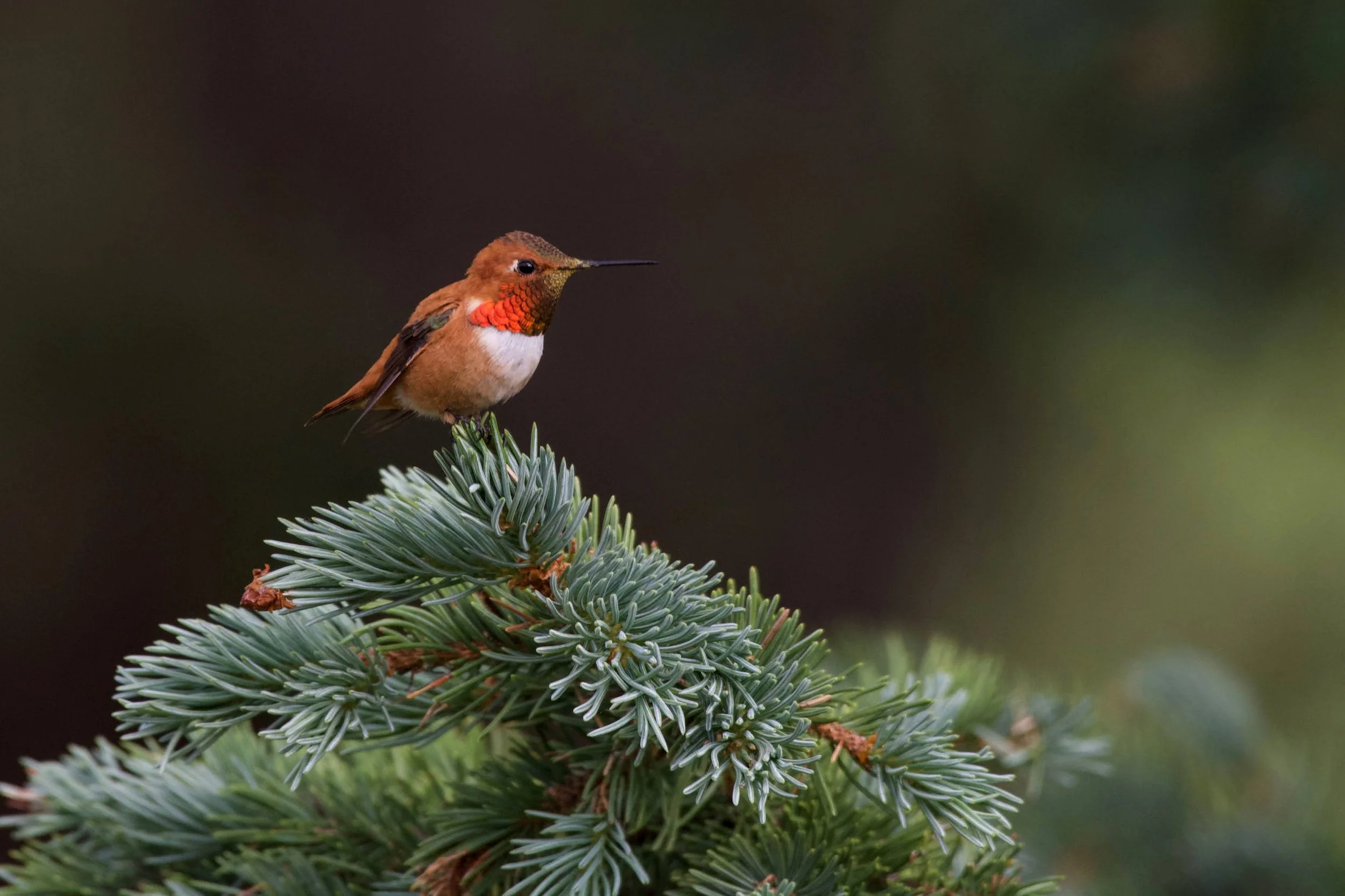 Rufous Hummingbird - Selasphorus rufus