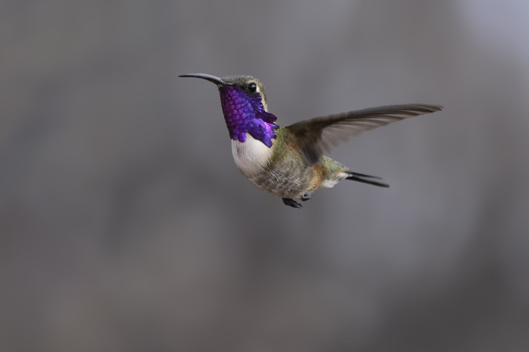 Lucifer Hummingbird - Calothorax lucifer | Texas, United States