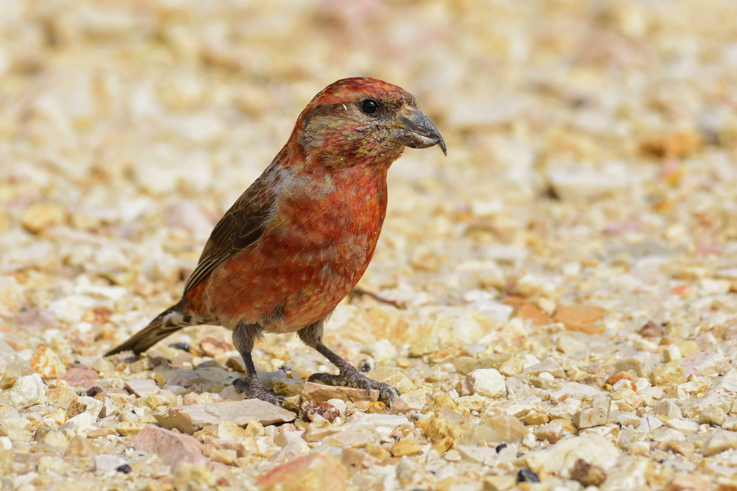 Red Crossbill - Loxia curvirostrea
