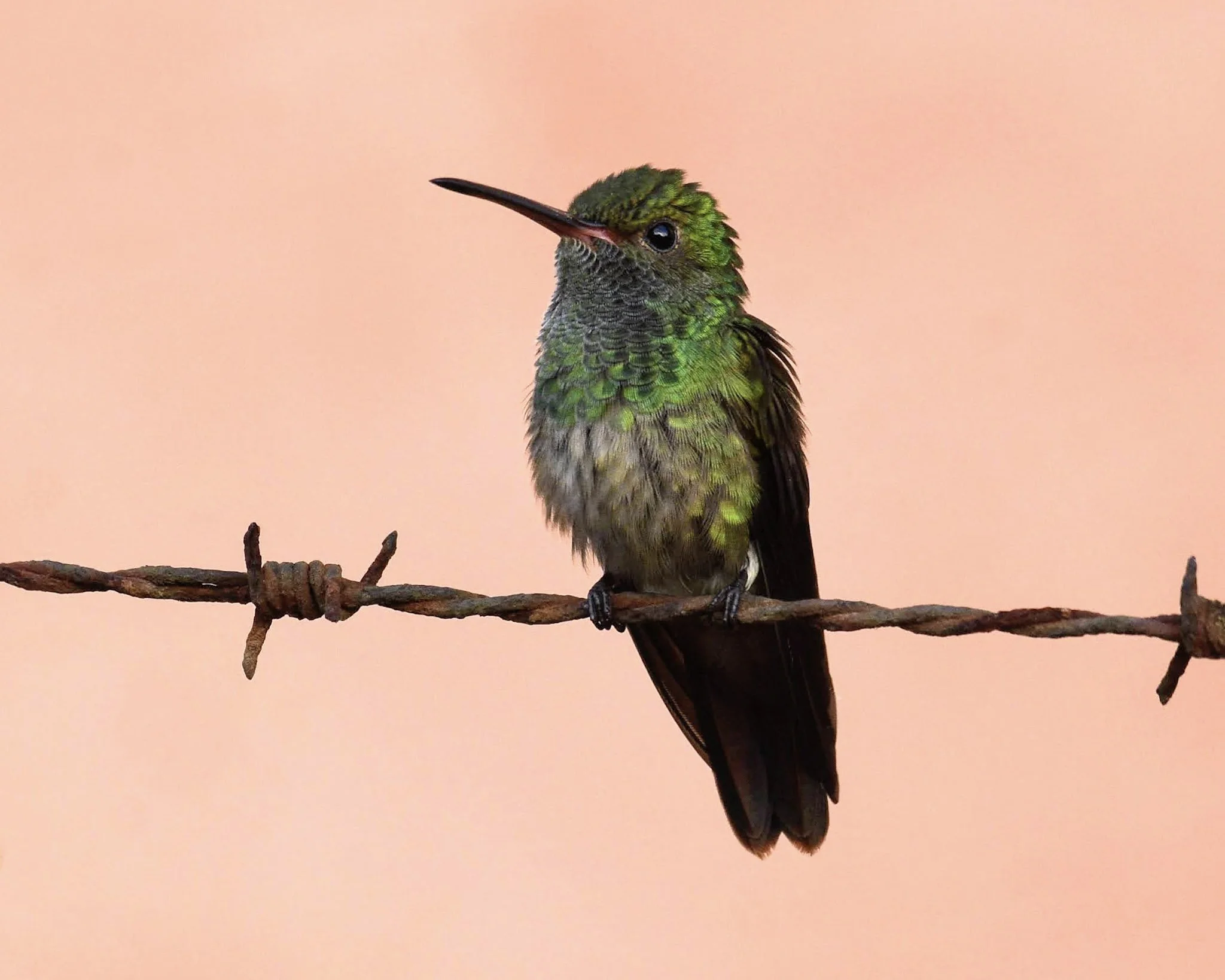 Rufous-tailed Hummingbird - Amazilia tzacatl | Limón, Costa Rica