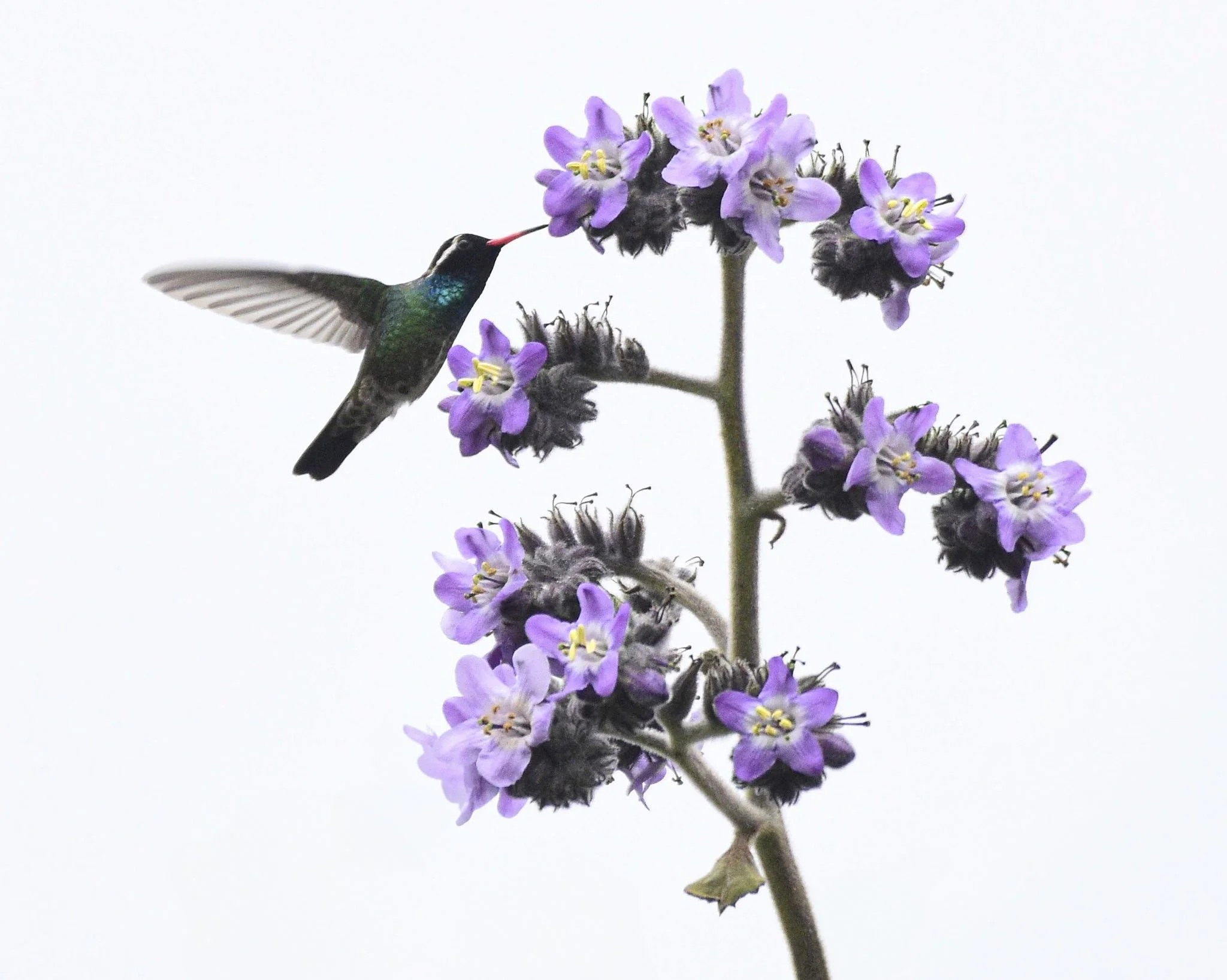 White-eared Hummingbird - Basilinnia leucotis | Chiapas, México