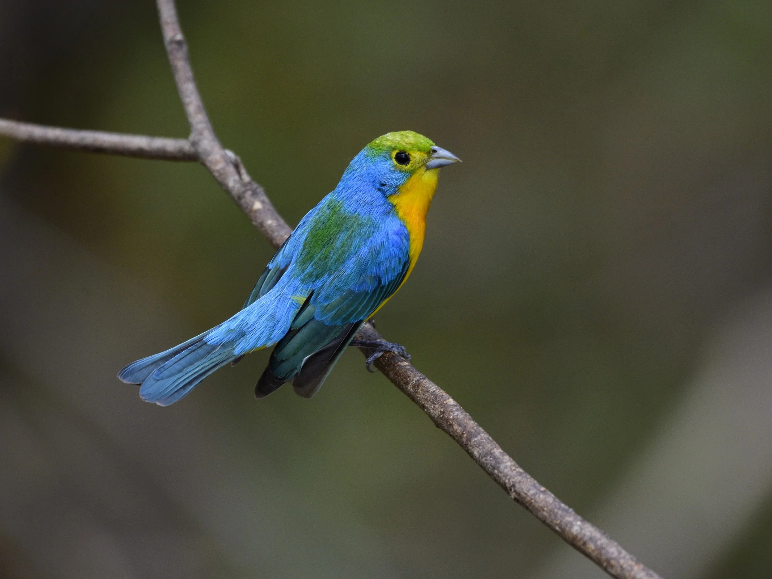 Orange-breasted Bunting - Passerina leclancherii | Chiapas, Mexico