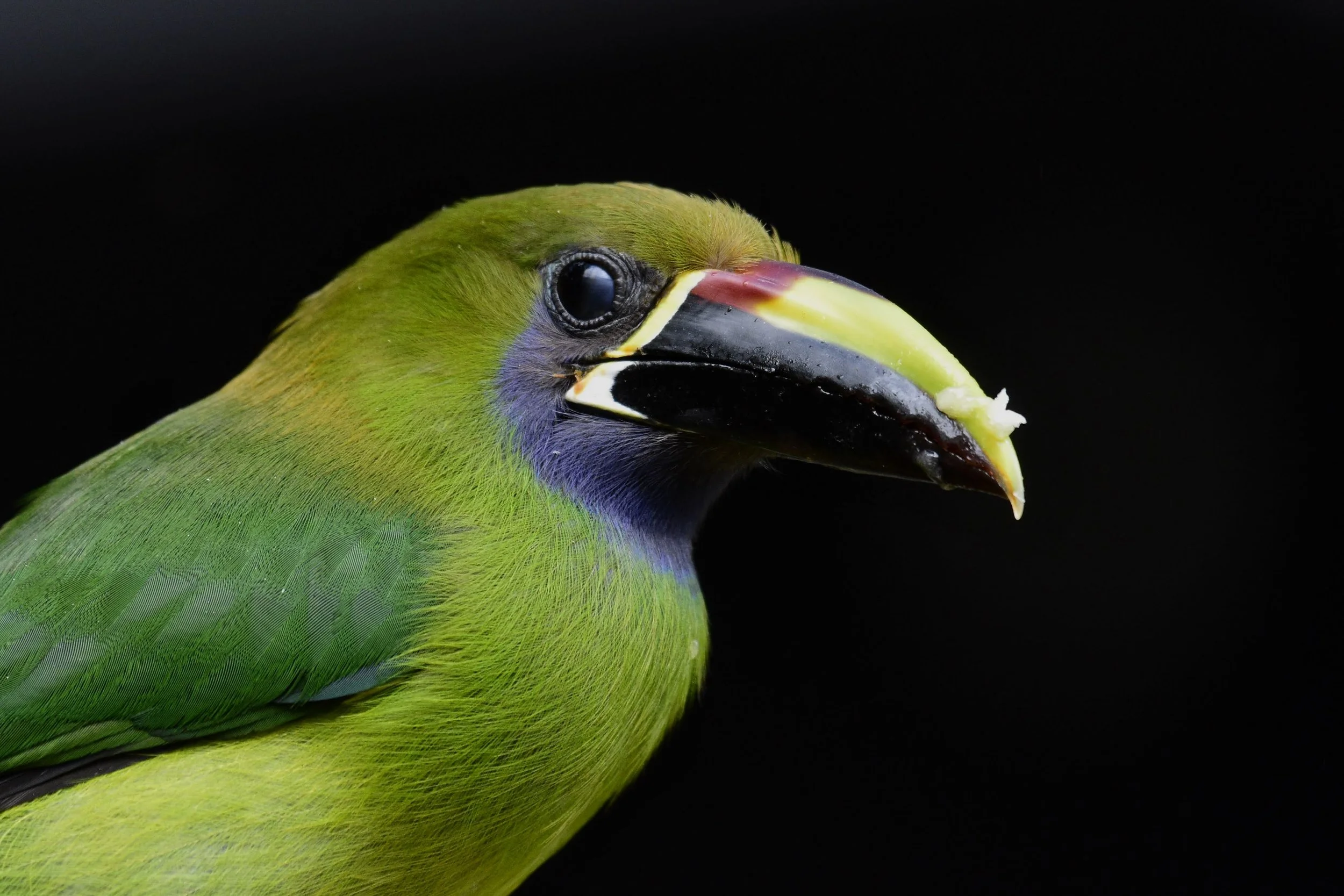 Northern Emerald-Toucanet - Aulacorhynchus prasinus | Alajuela, Costa Rica