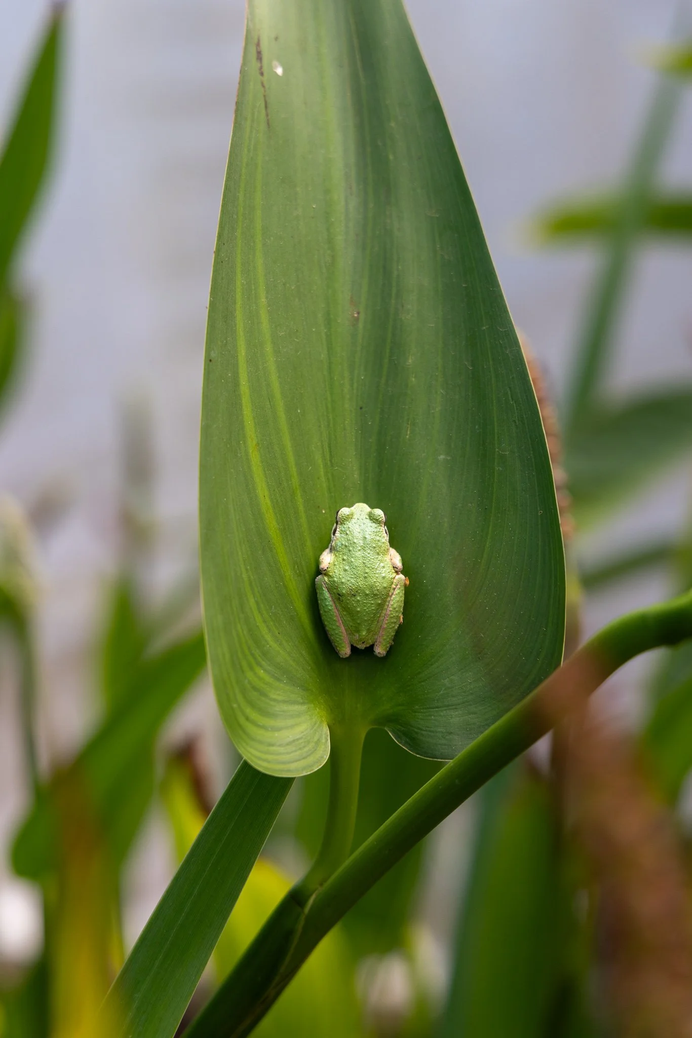 little frog