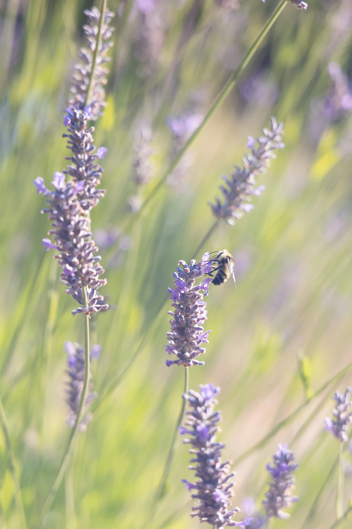 lavender and bee
