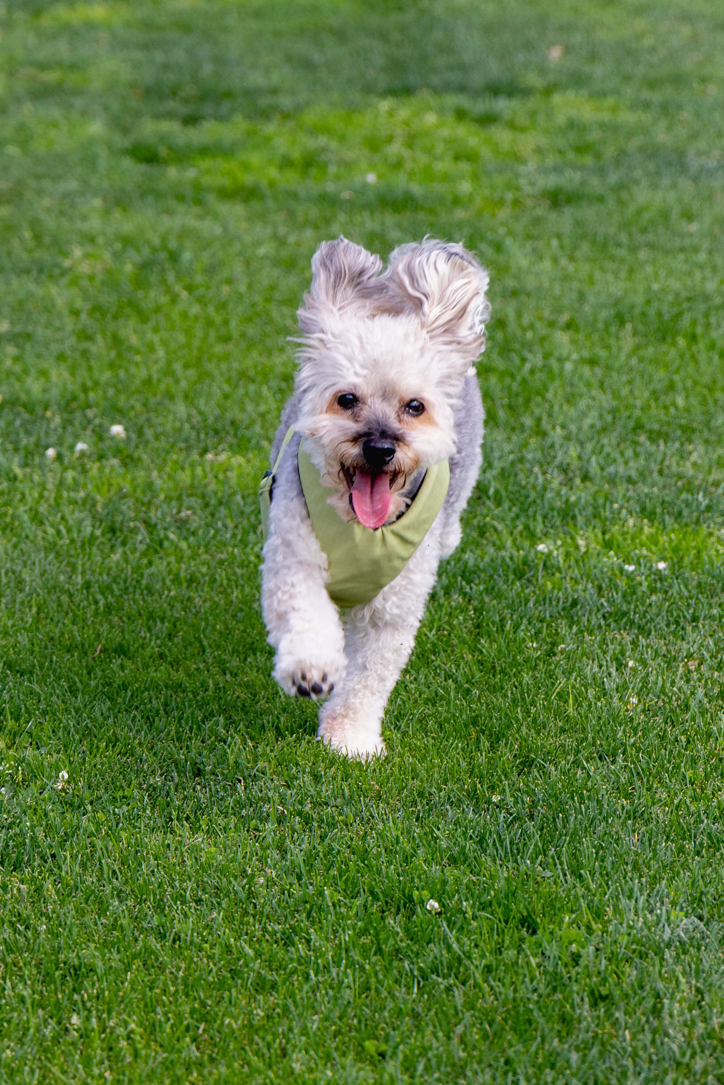 Tank - smushiest of Morkies