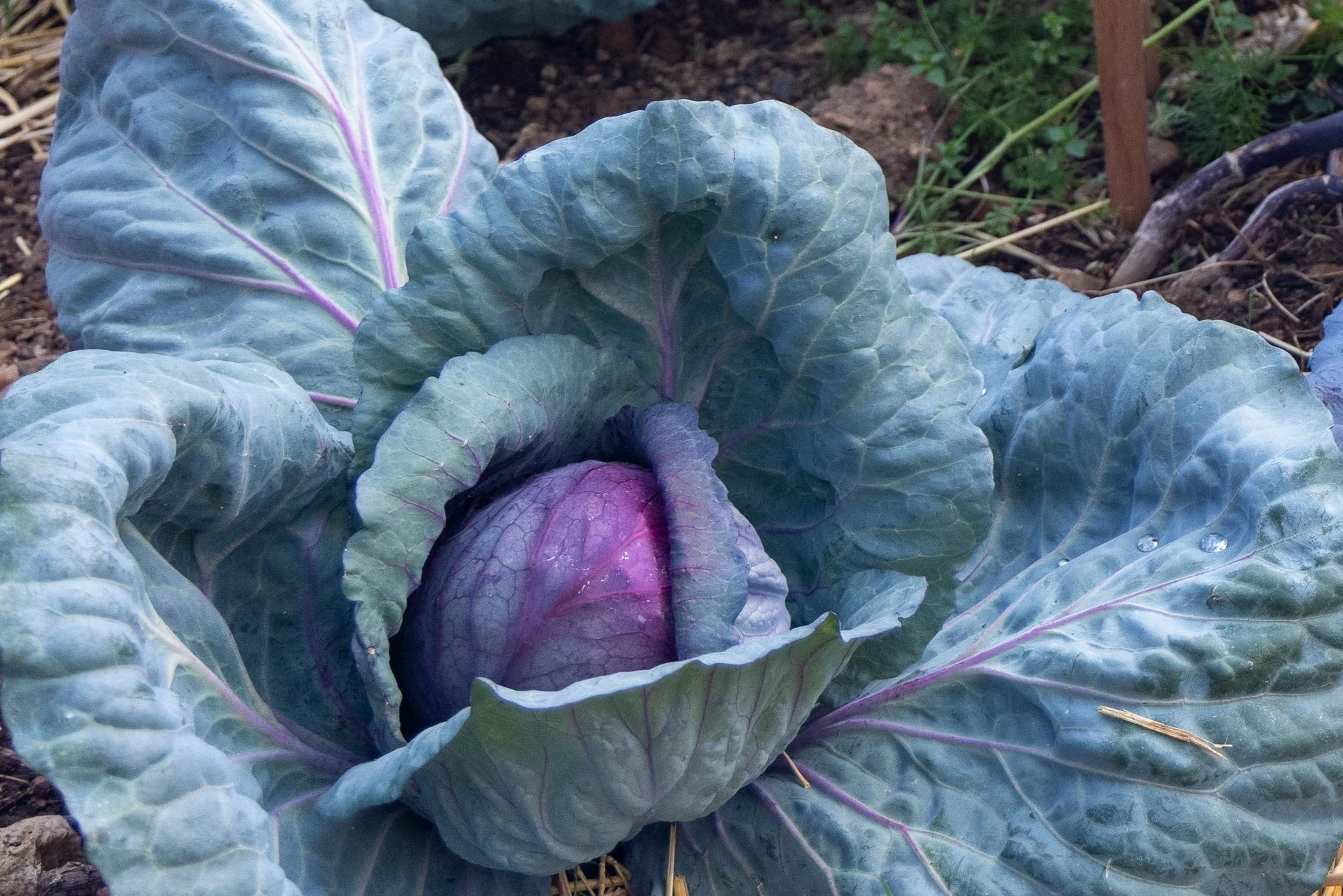 purple cabbage