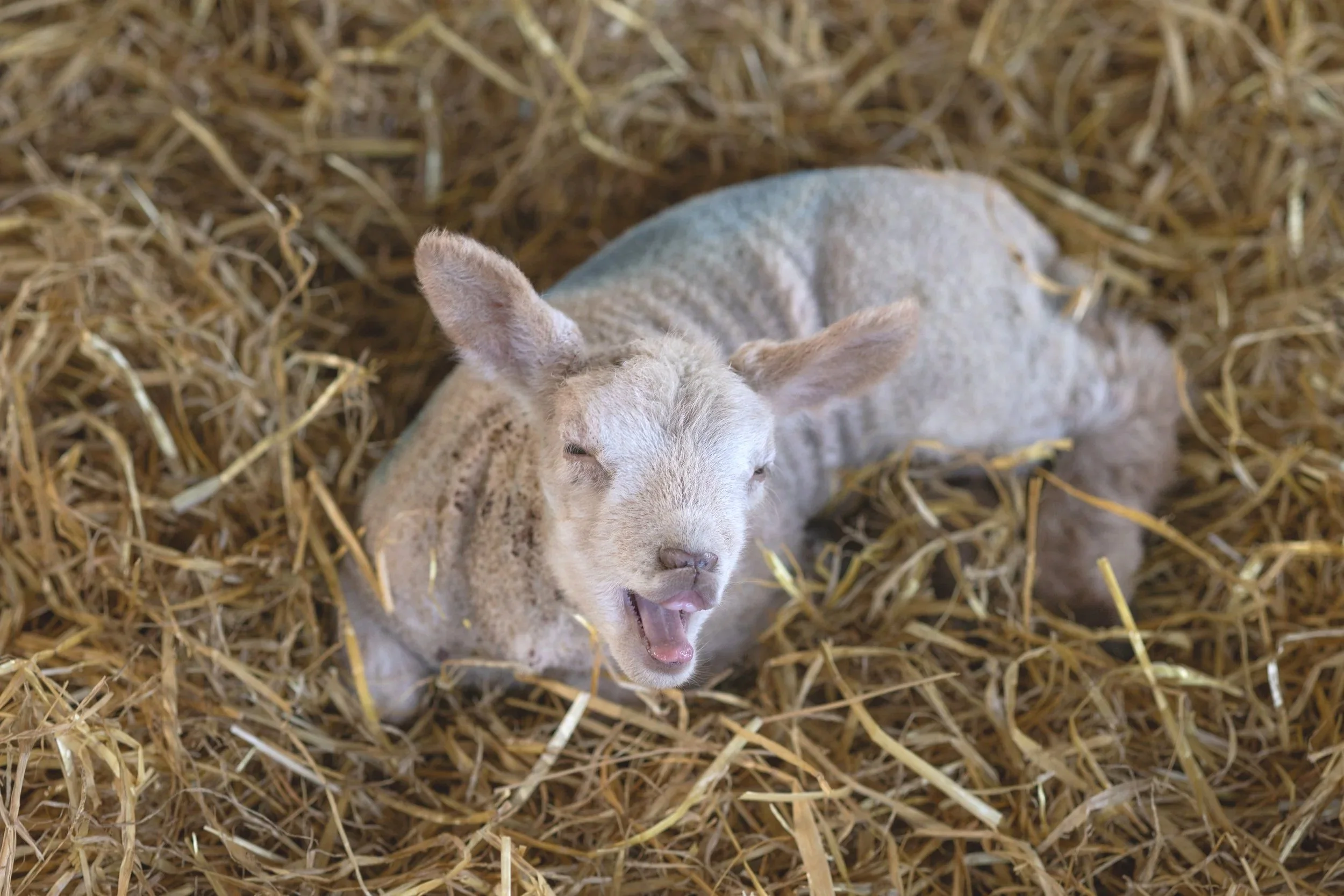2026 the sound of lambing season