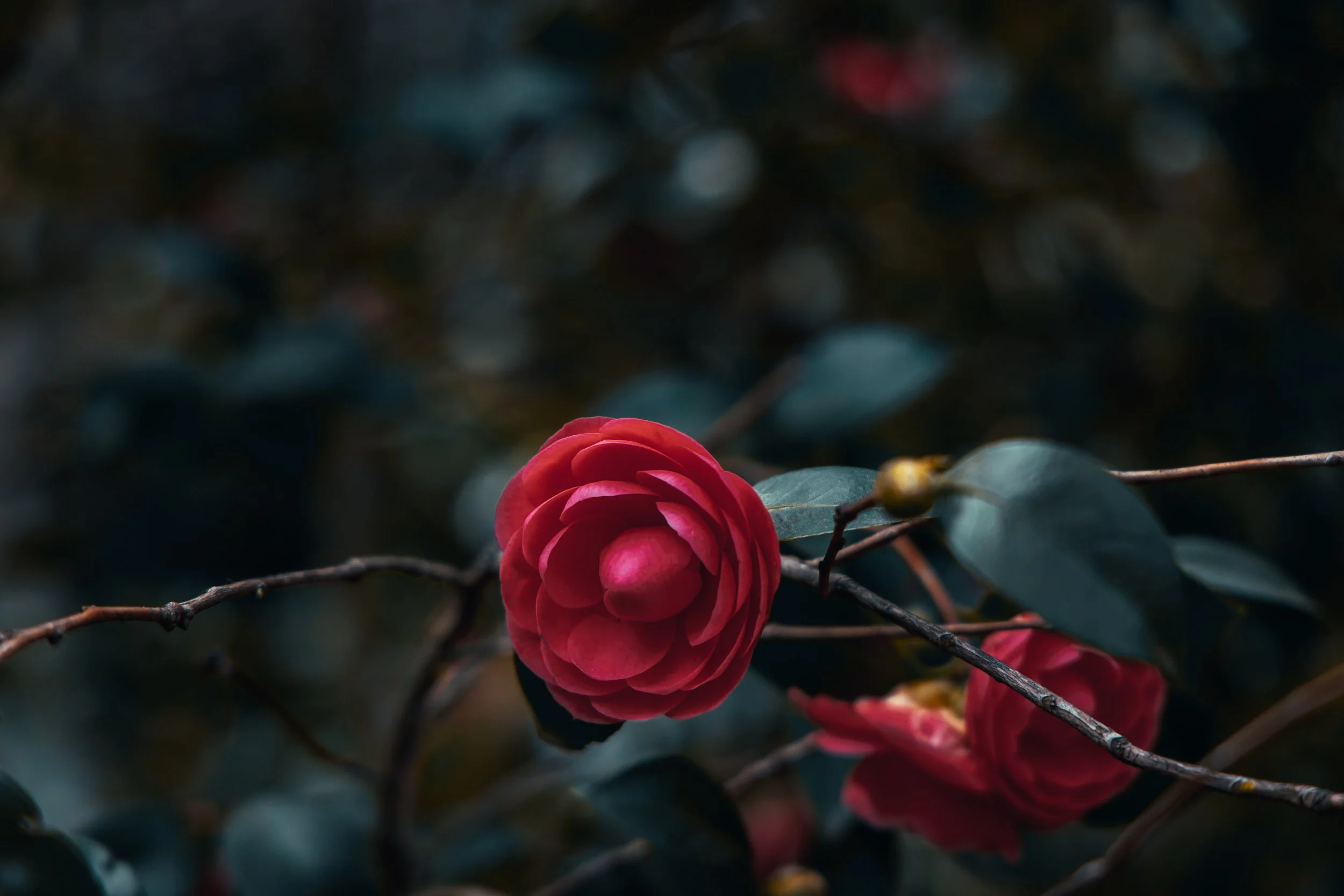 return of spring