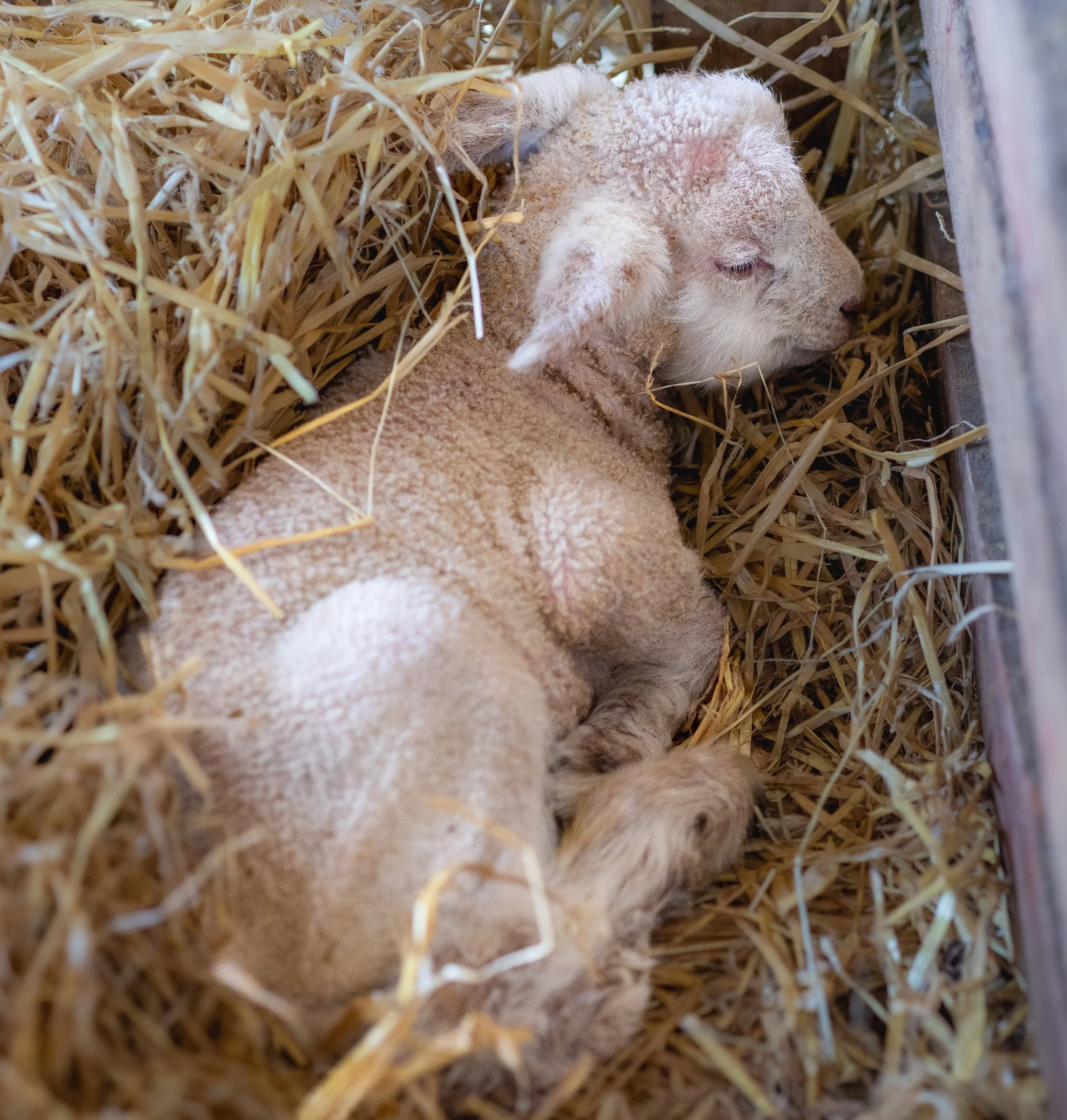 2026 sleeping lamb