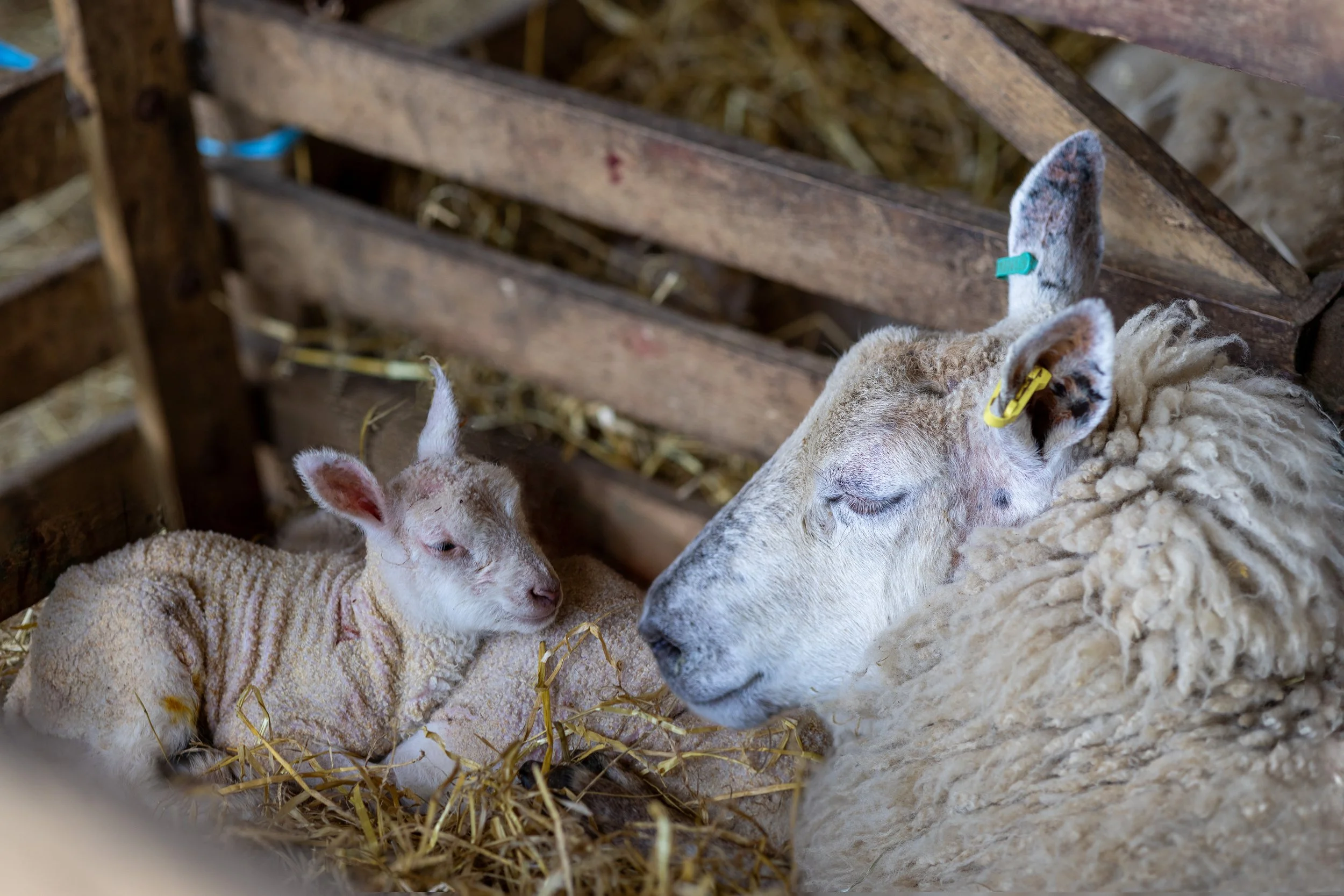 2026 mom and lamb