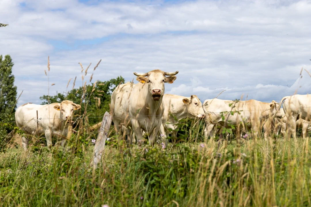 cows on the move 