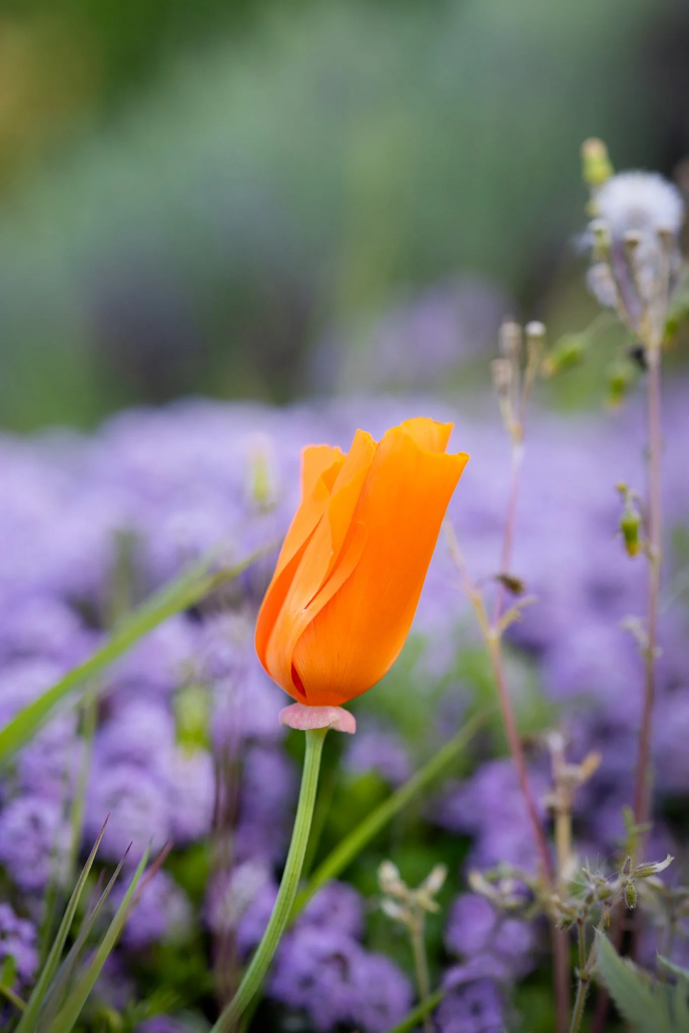 Lydie's poppies