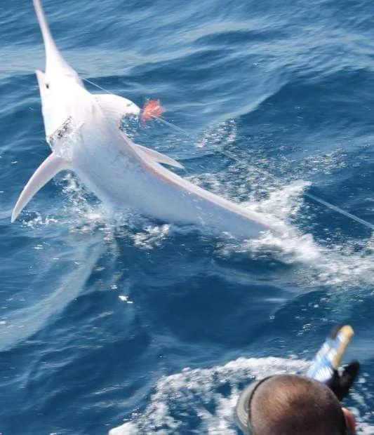 A large sailfish jumps out of the water, caught on a fishing line, with a person in the foreground holding a fishing rod on a boat in the ocean.