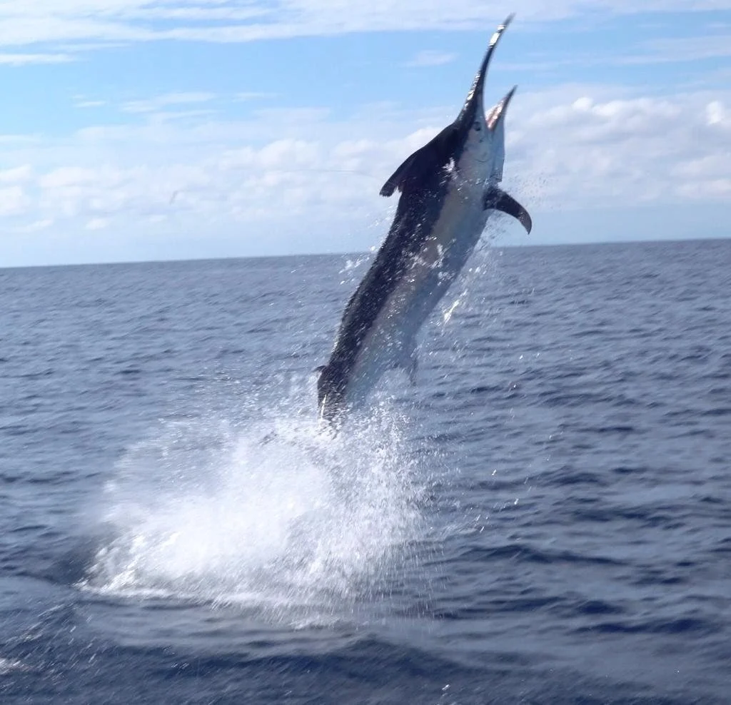 A marlin leaping out of the water near a boat in the open ocean