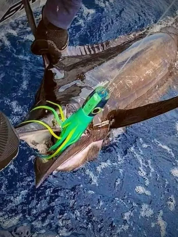 A person holding a large fish on a boat, with a green and blue fishing lure visibly attached to the fish in the water.