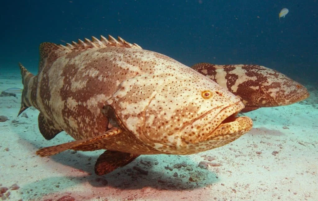 Grouper swimming along sandy ocean floor in coastal waters targeted during Fish Tale 2 fishing charters in Costa Rica