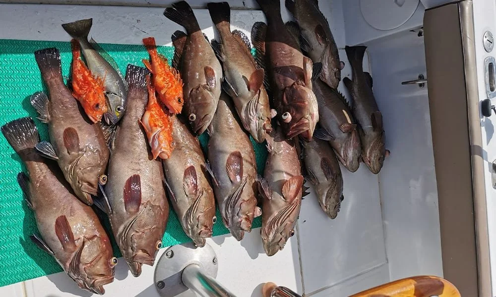 Mixed catch of yellow eye and grouper displayed after fishing charter with Fish Tale 2 in Costa Rica