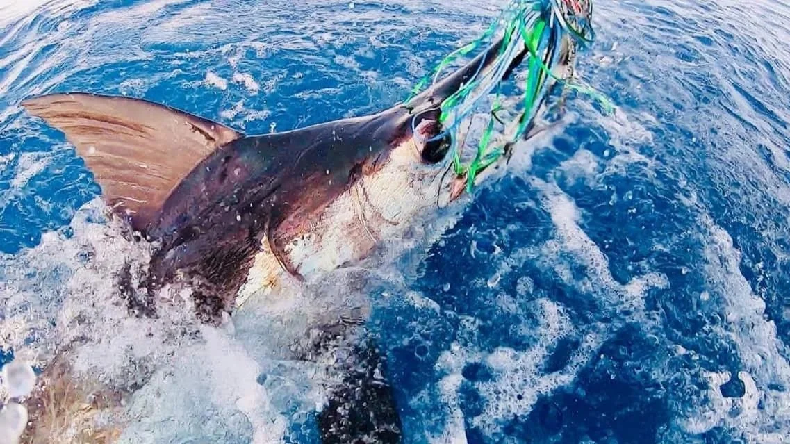 A large fish, possibly a tuna, caught by a fishing lure with green and white hooks, splashing in the blue ocean water.